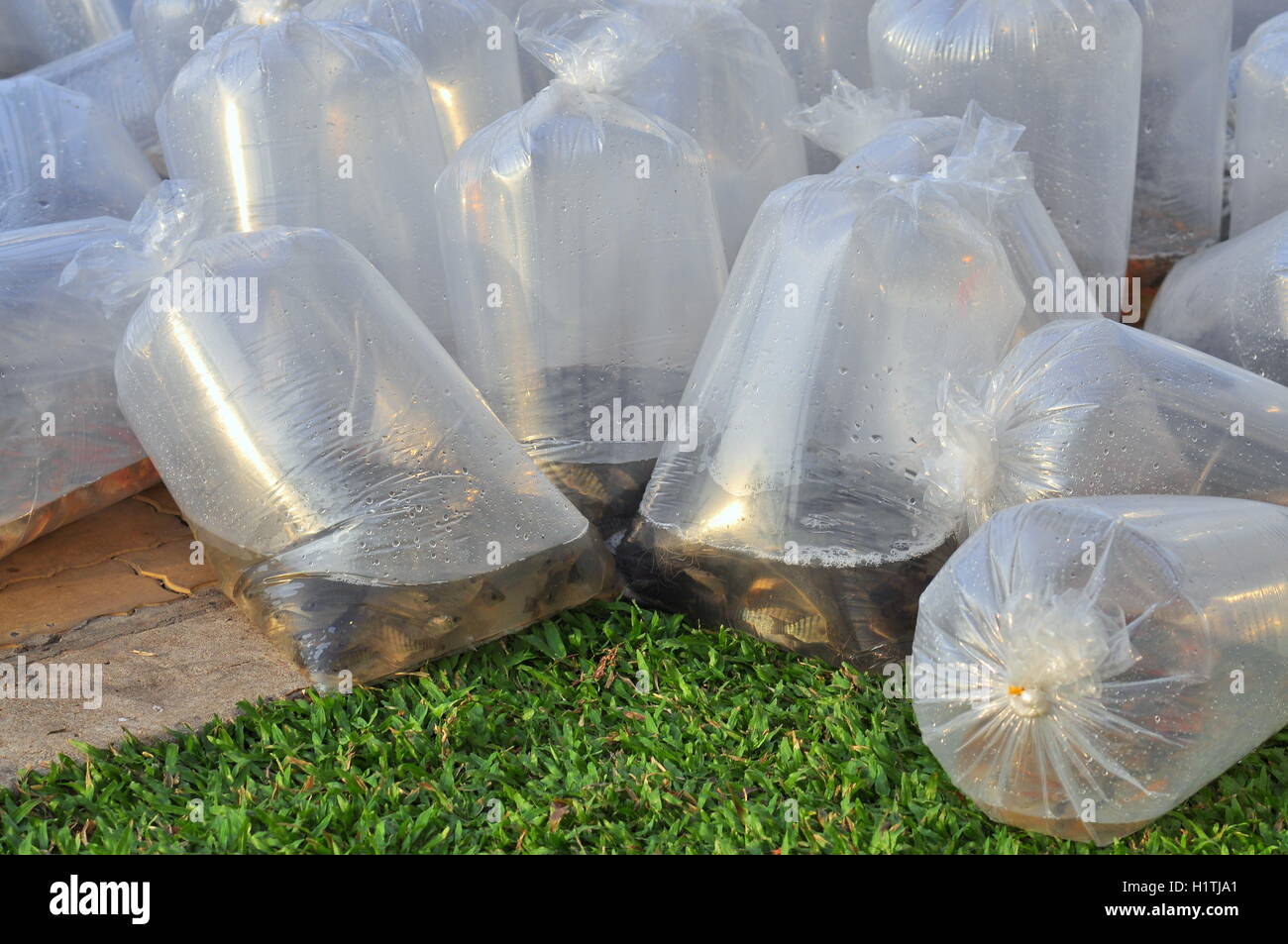I pesci sono mantenuti in sacchetti di plastica Foto Stock