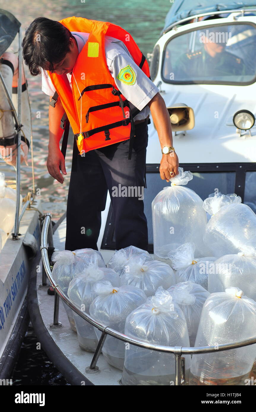 La città di Ho Chi Minh, Vietnam - Aprile 24, 2015: pesci sono conservati in sacchetti di plastica preparando per essere rilasciato nel fiume Saigon in Foto Stock