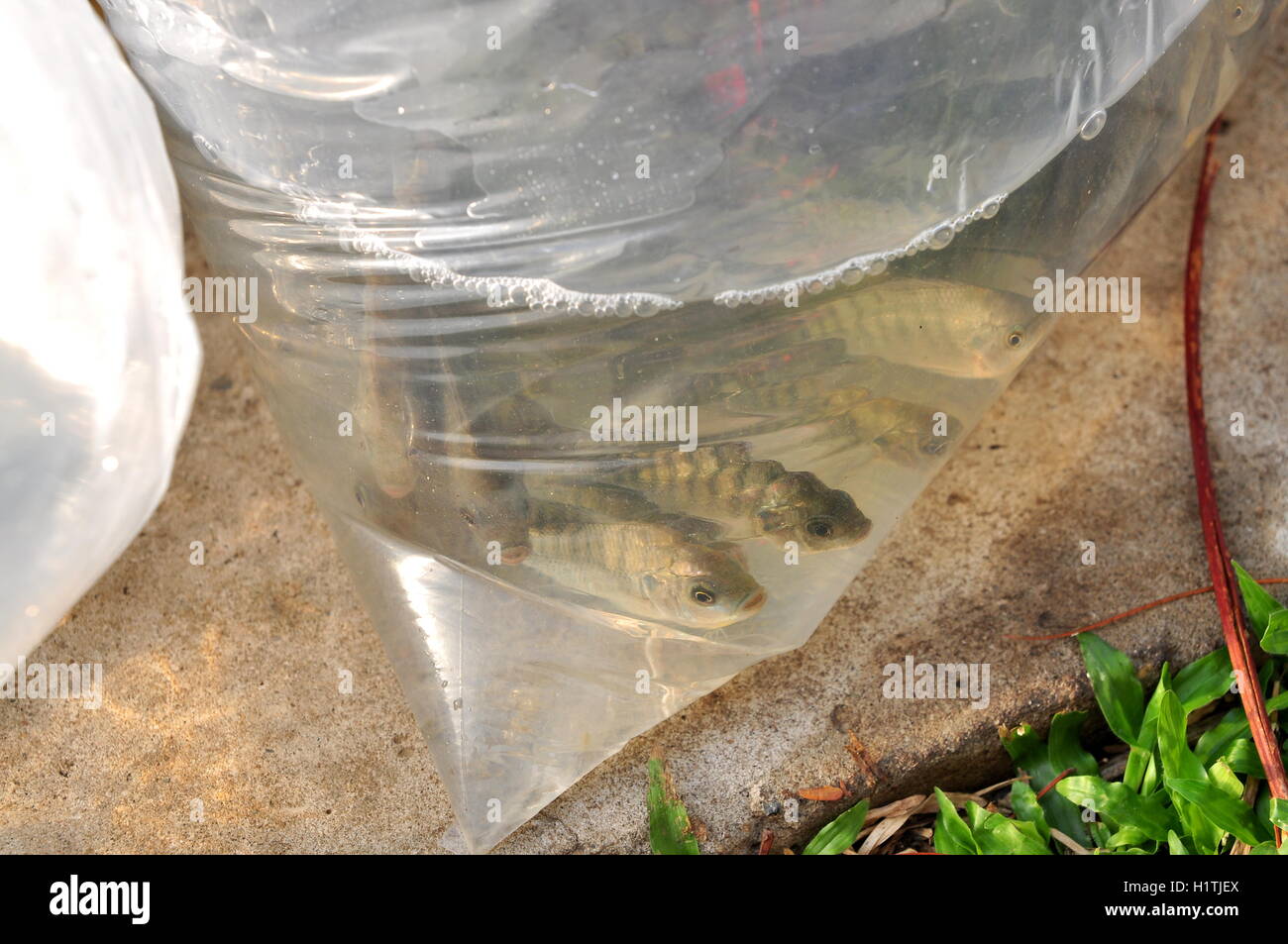 La città di Ho Chi Minh, Vietnam - Aprile 24, 2015: pesci sono conservati in sacchetti di plastica preparando per essere rilasciato nel fiume Saigon in Foto Stock