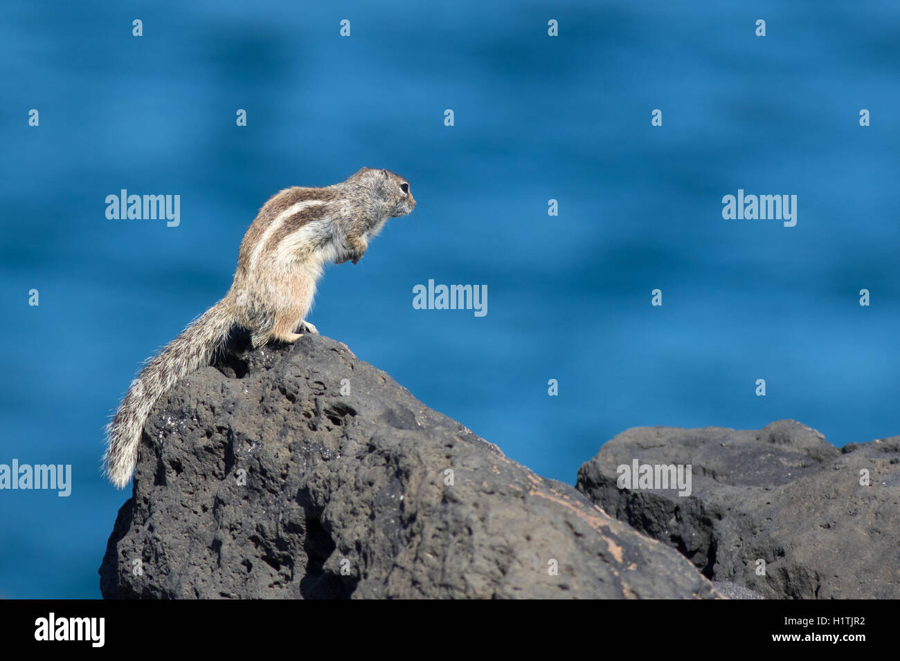 Barberia di massa (scoiattolo atlantoxerus getulus) su una roccia Foto Stock