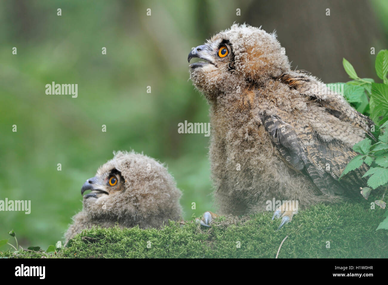 Nord del Gufo Reale / Uhus ( Bubo bubo ), carino giovani pulcini, moulting, mendicante, seduti su MOSS, basso punto di vista, funny guys. Foto Stock