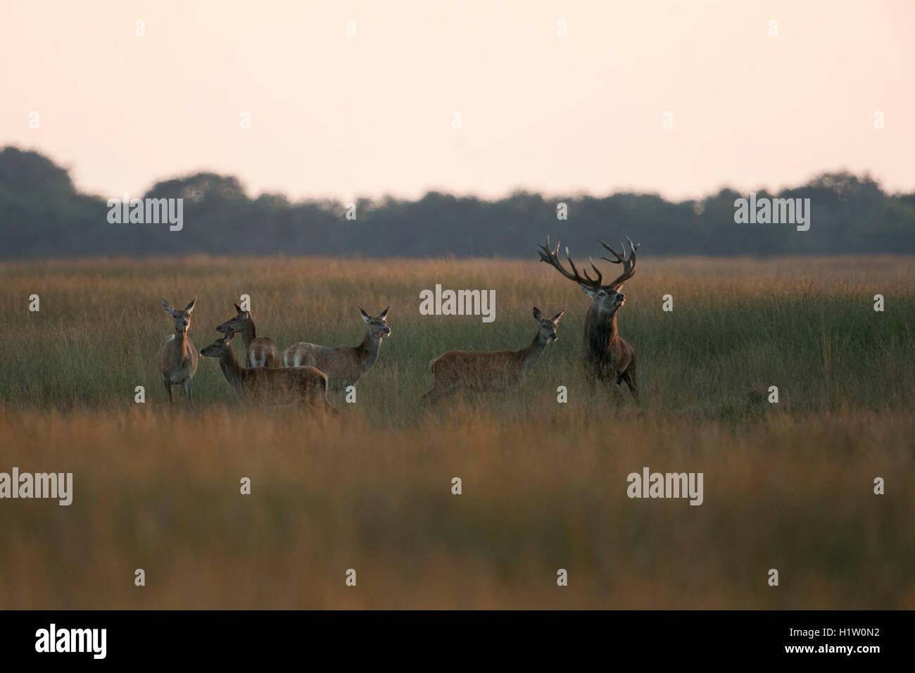 Cervo rosso / Rotwild ( Cervus elaphus ), cervo con mandria, femmine, fa, in prateria aperta durante la stagione di rutting, comportamento dominante, Europa. Foto Stock