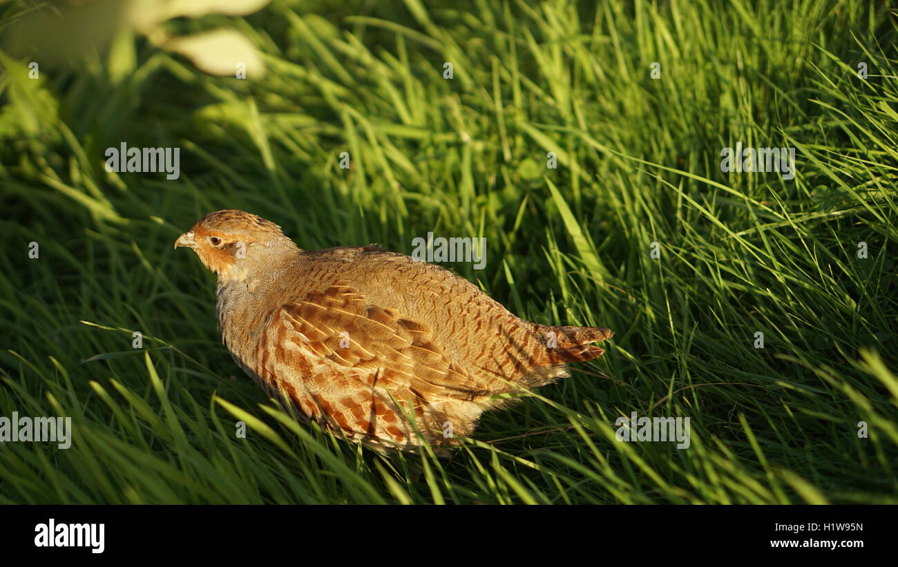 Grigio pernice femmina nella prateria siepe Foto Stock