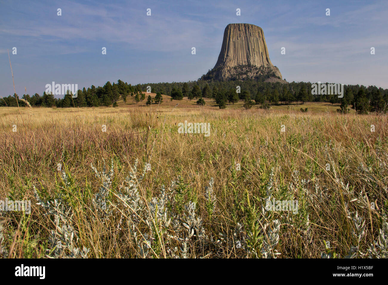 Devils Tower sporgenti al di sopra della pianura visto dalla cresta Joyner sentiero circondato da sage e pascoli nel recare Lodge Montagne delle Black Hills a Devils Tower National Monument vicino a Hulett, Wyoming. Foto Stock