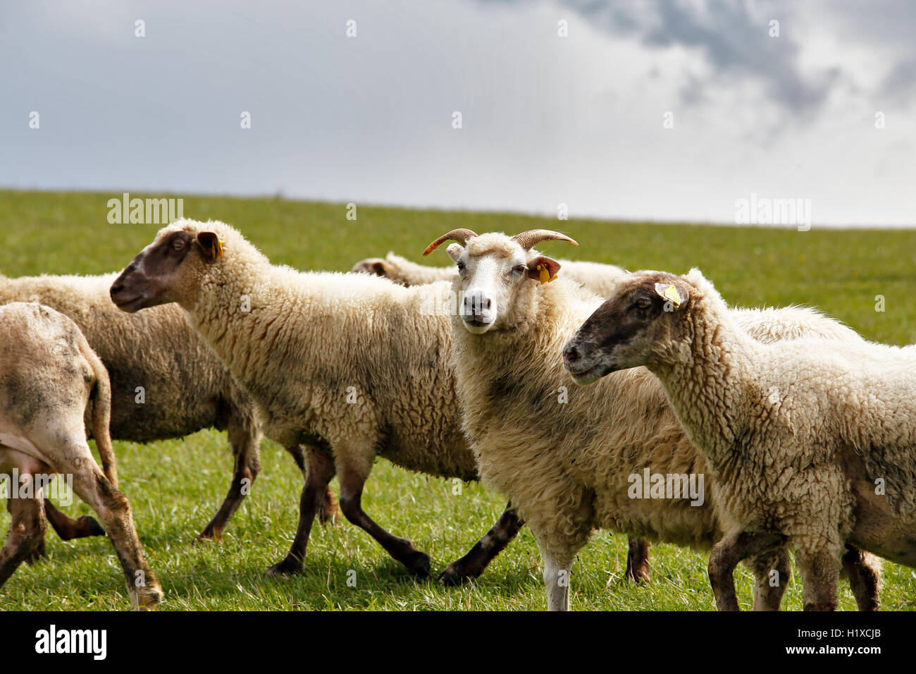 Allevamento di pecore in un prato verde. La molla di campi e prati. Foto Stock