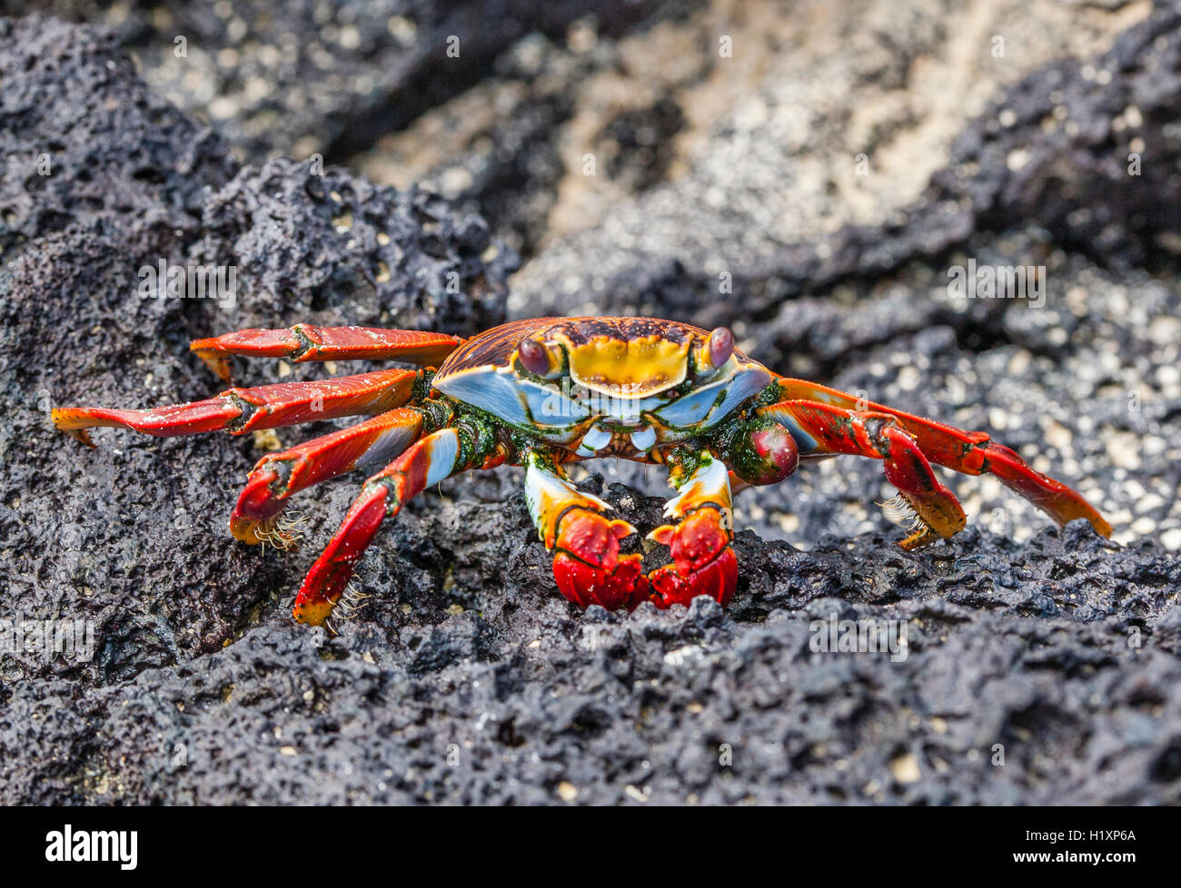Ecuador Isole Galapagos, Isla Santa Maria (Floreana) Sally Lightfoot Crab (Grapsus grapsus) a Punta Cormorán Foto Stock