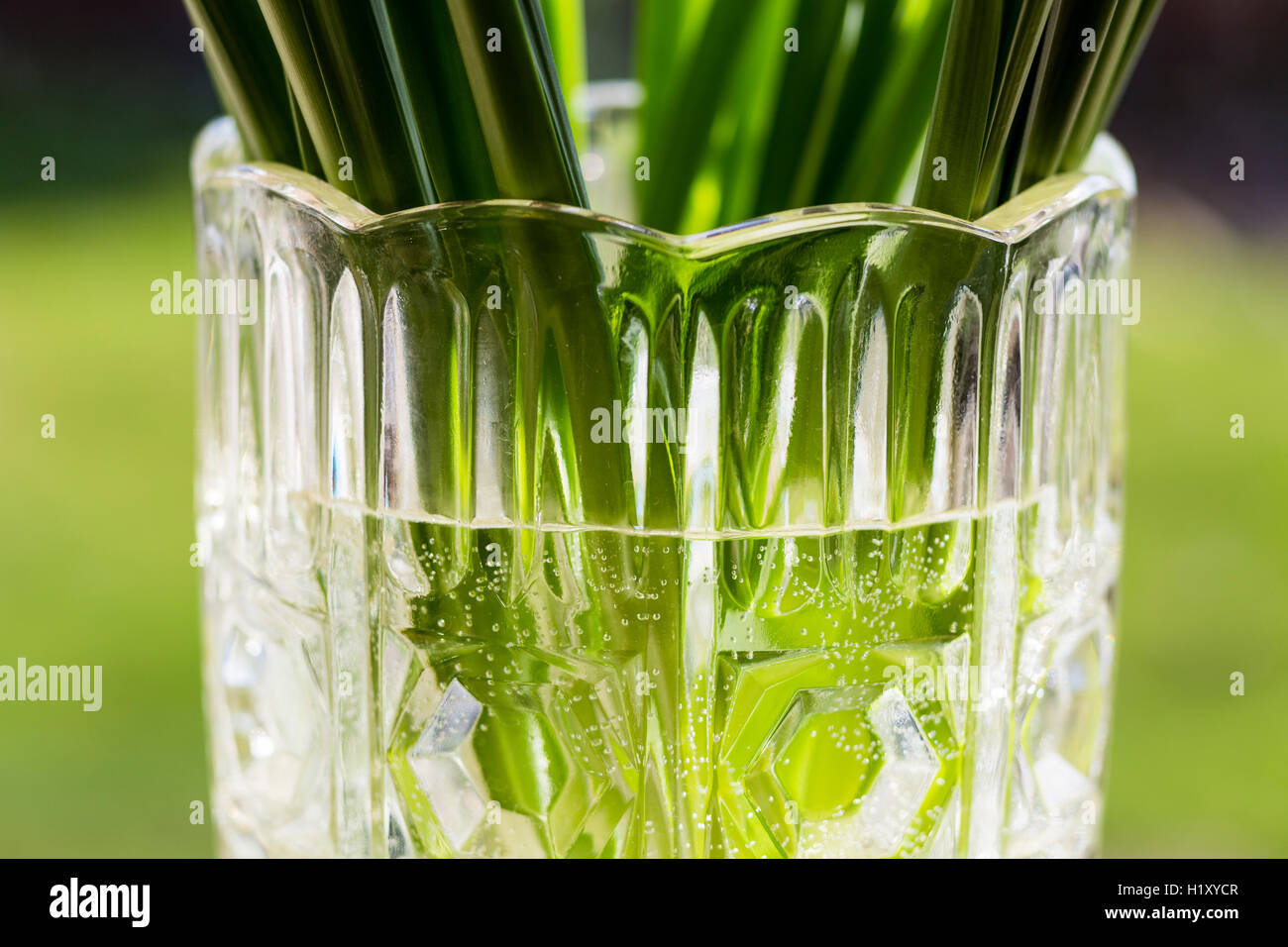 Daffodil nasce in un cut-vaso di vetro Foto Stock