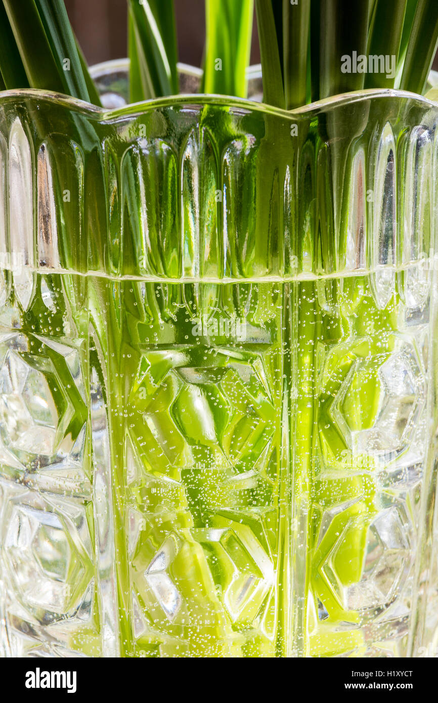 Daffodil nasce in un cut-vaso di vetro Foto Stock