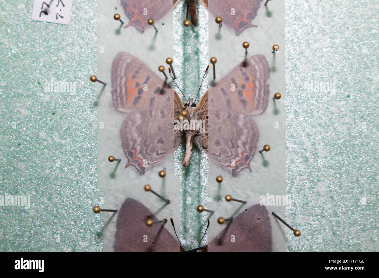 Riposte e diffondere codato farfalle di rame su una diffusione di bordo, la loro preparazione per una collezione Foto Stock