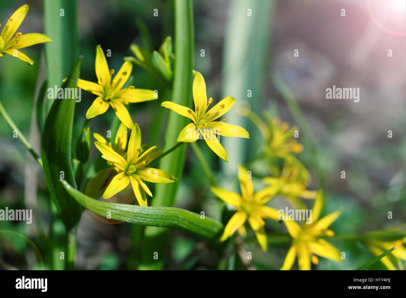 Gagea è fiori di primavera, cresce in umido bosco di latifoglie. Foto Stock