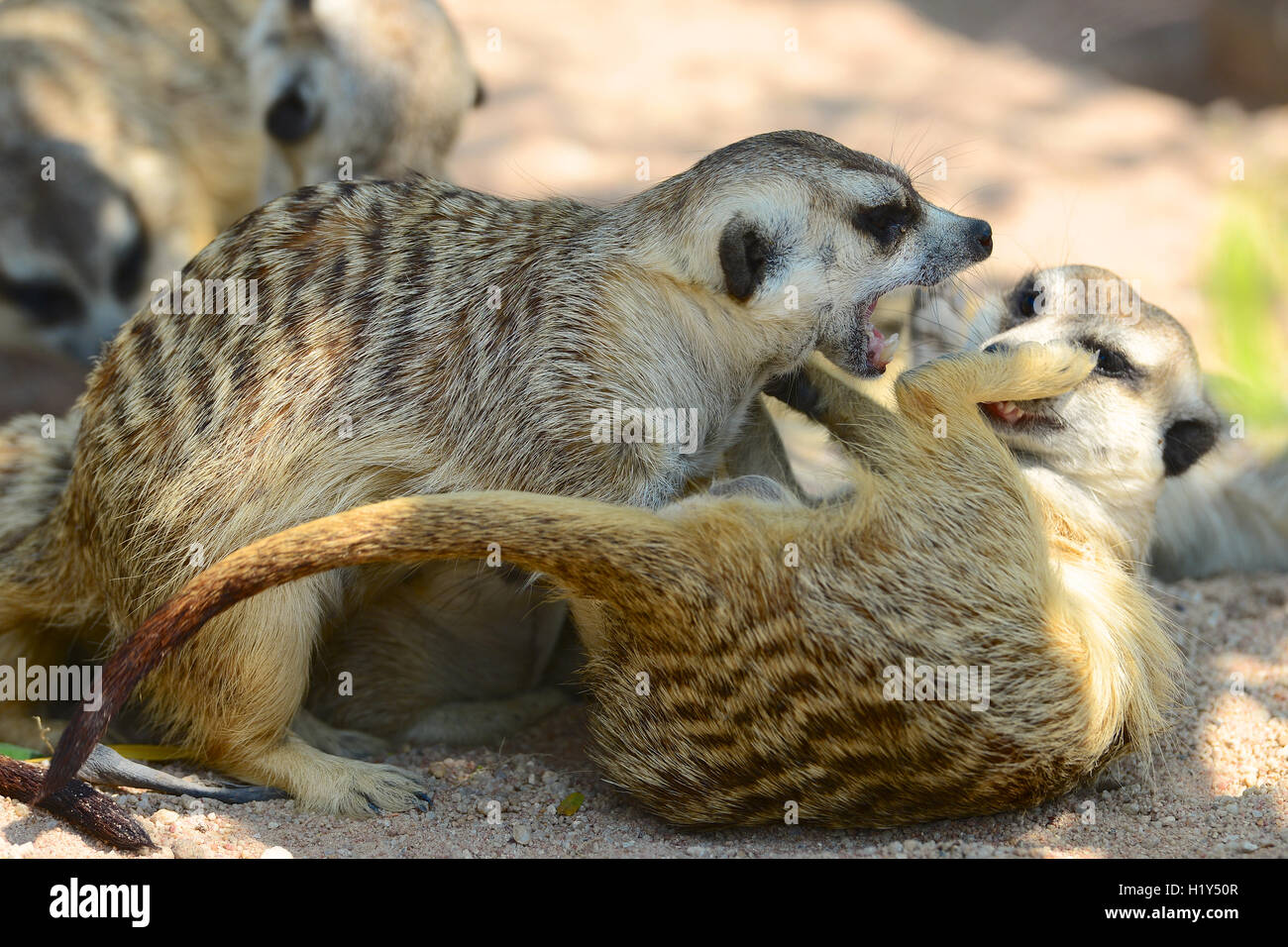 Meerkat giocando Foto Stock