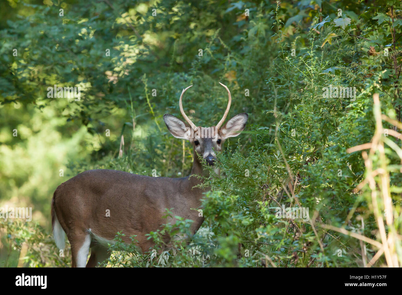 Un buck whitetailed sorge in alte erbe nella foresta. Foto Stock