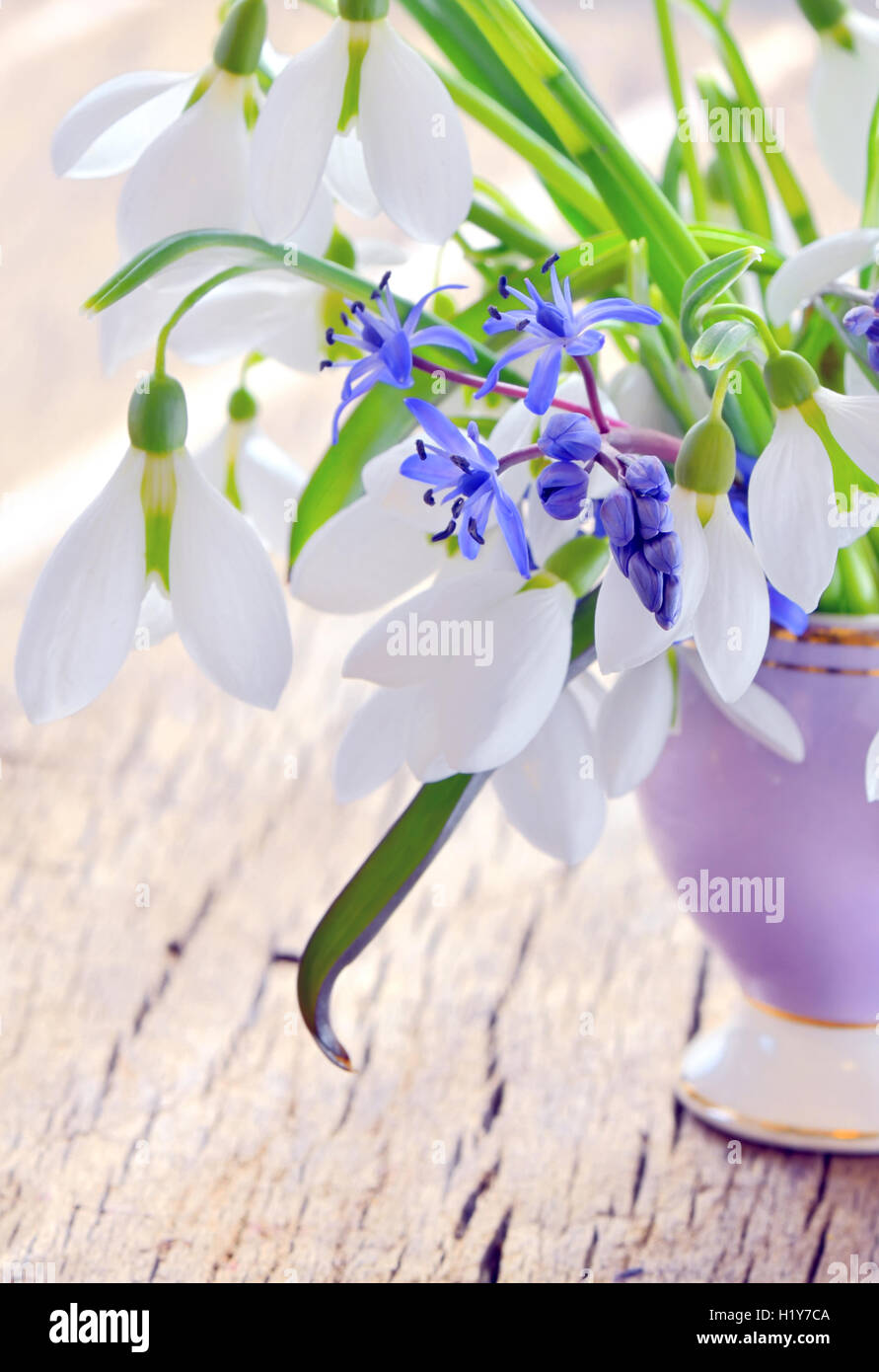 Snowdrops in un vaso Foto Stock
