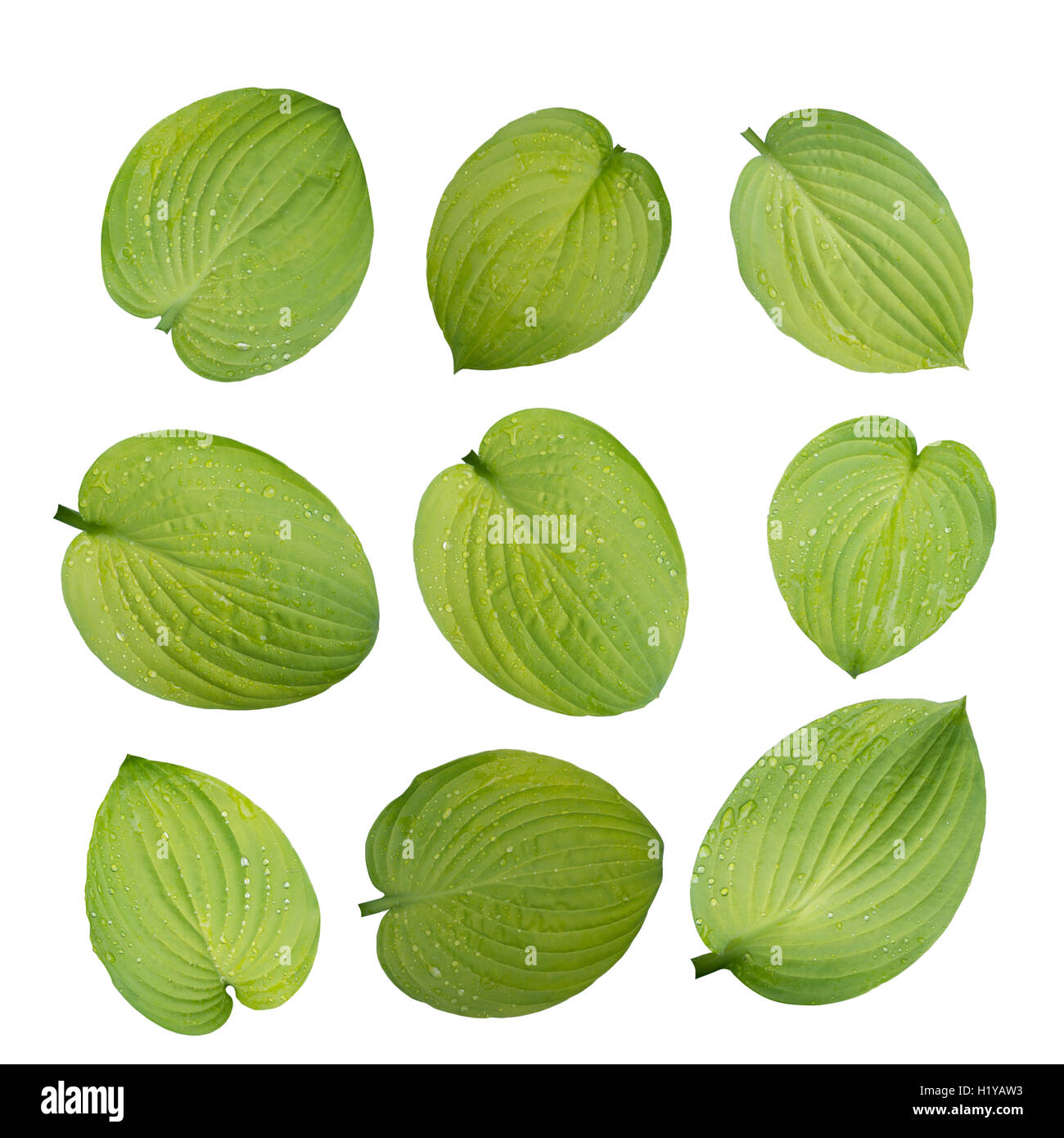 Set di nove hosta foglie verdi con gocce d'acqua isolato su bianco Foto Stock