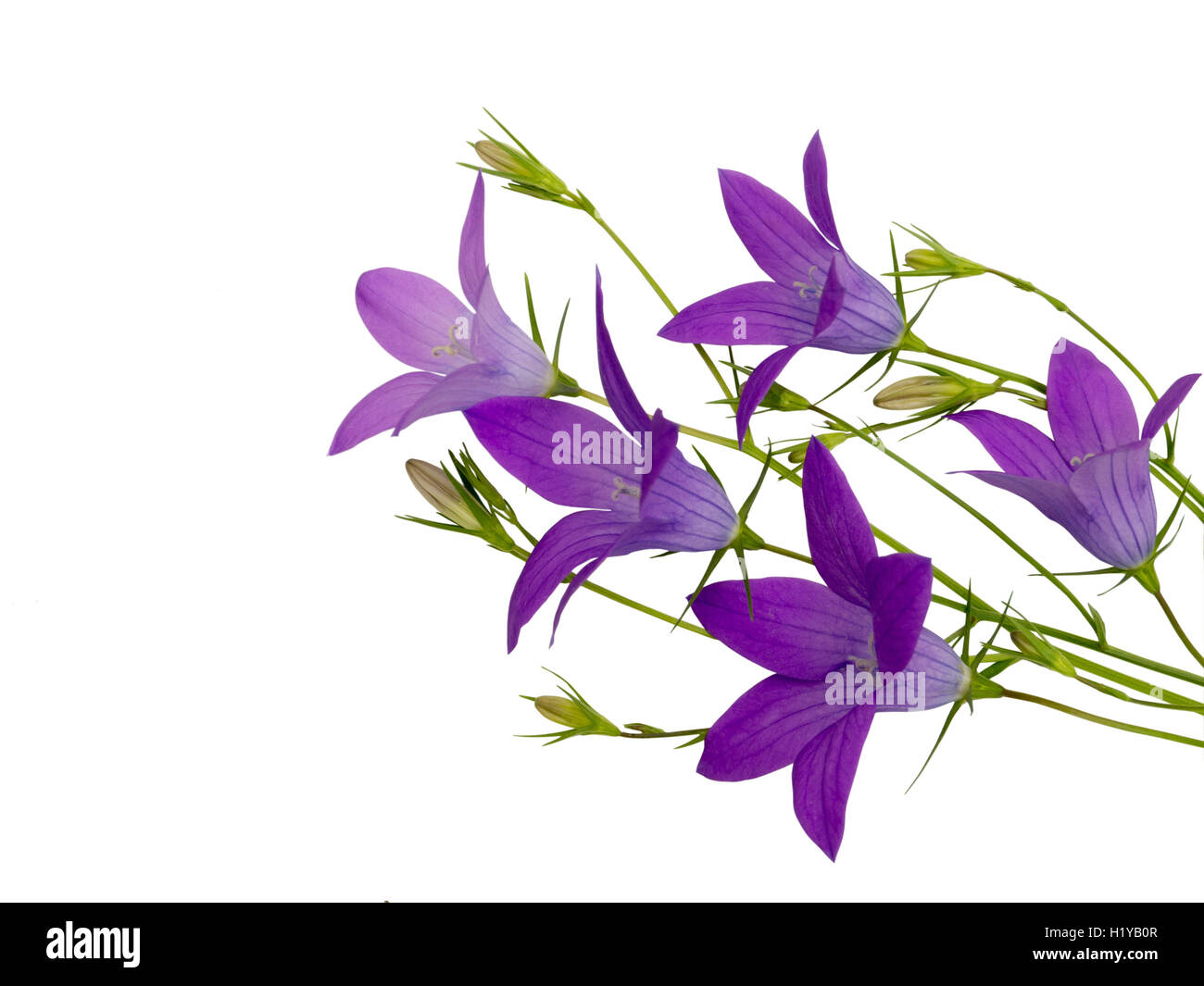 Viola la campanula bouquet isolato su bianco Foto Stock