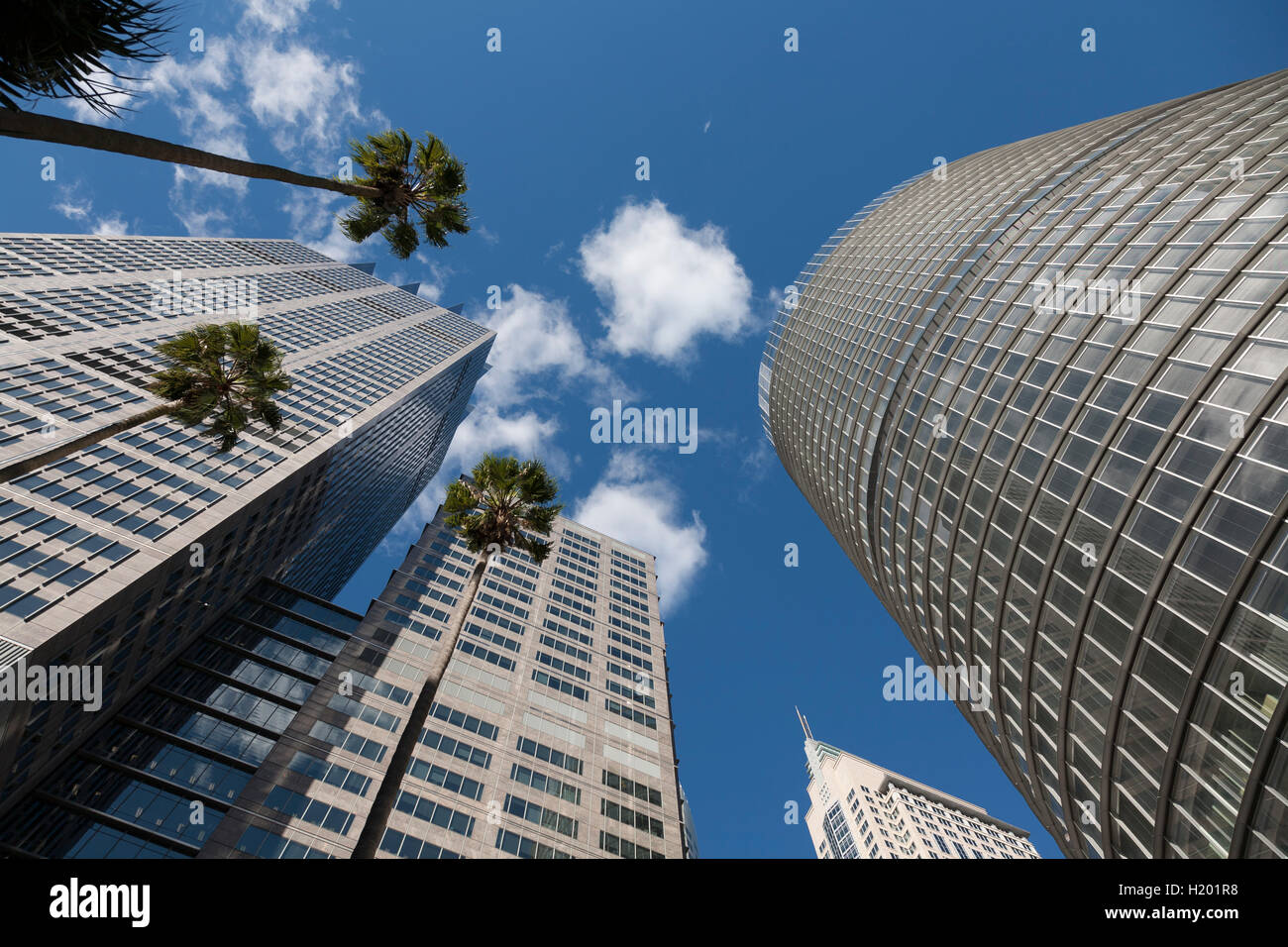 Uffici moderni edifici tra cui uno Bligh Street sopra torreggianti palme CBD di Sydney Australia Foto Stock