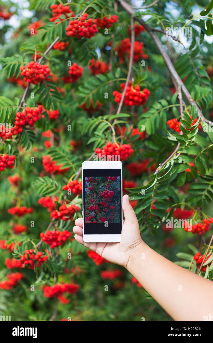 Ragazza con telefono rosso fotografare i frutti del sorbo Foto Stock