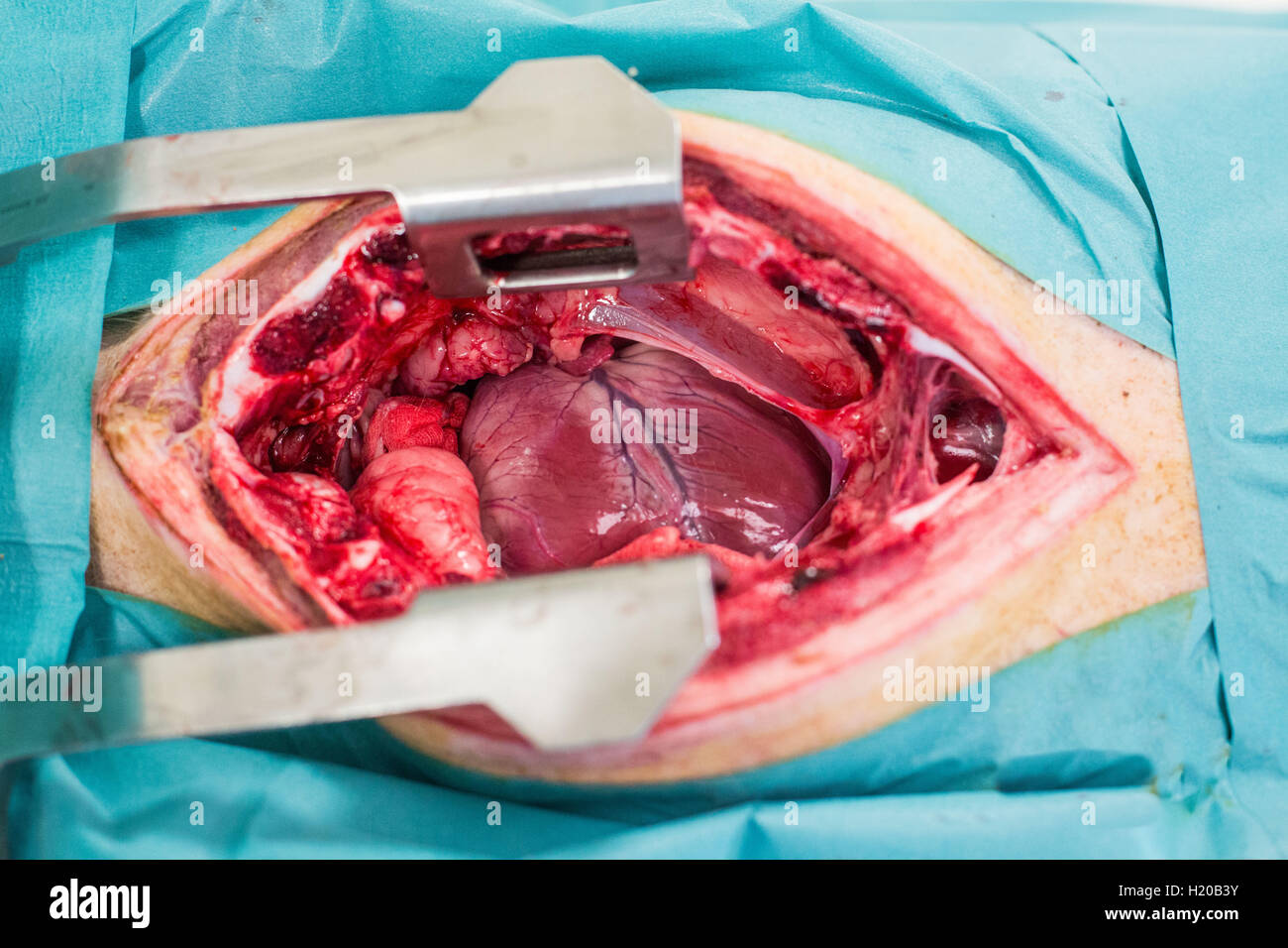 Bloc opératoire, Recherche en cardiologie, Prélèvement d'onu coeur de porc. Foto Stock