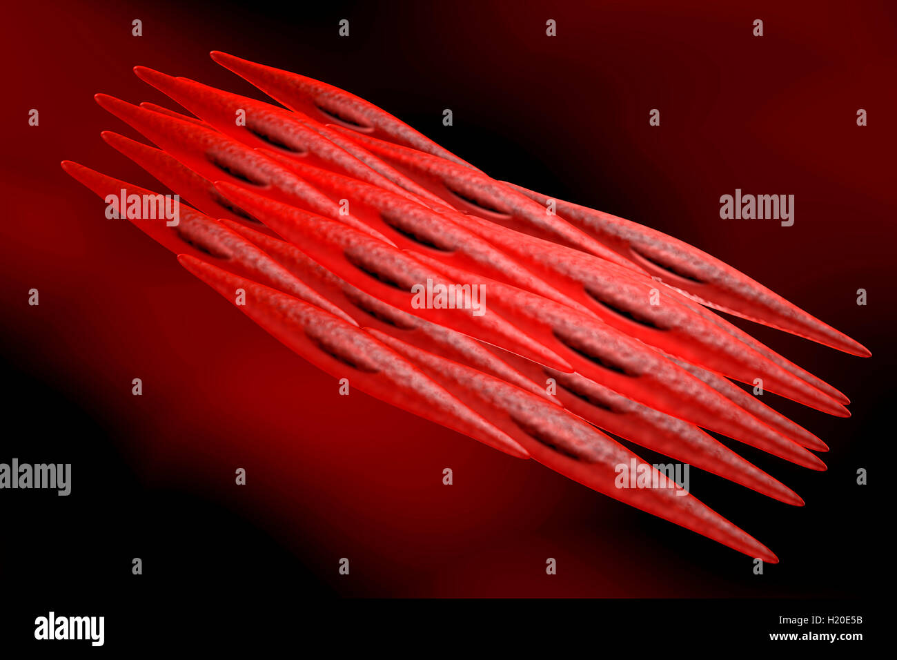 3D reso illustrazione di un non-miocita striato, di cellule di muscolo liscio Foto Stock
