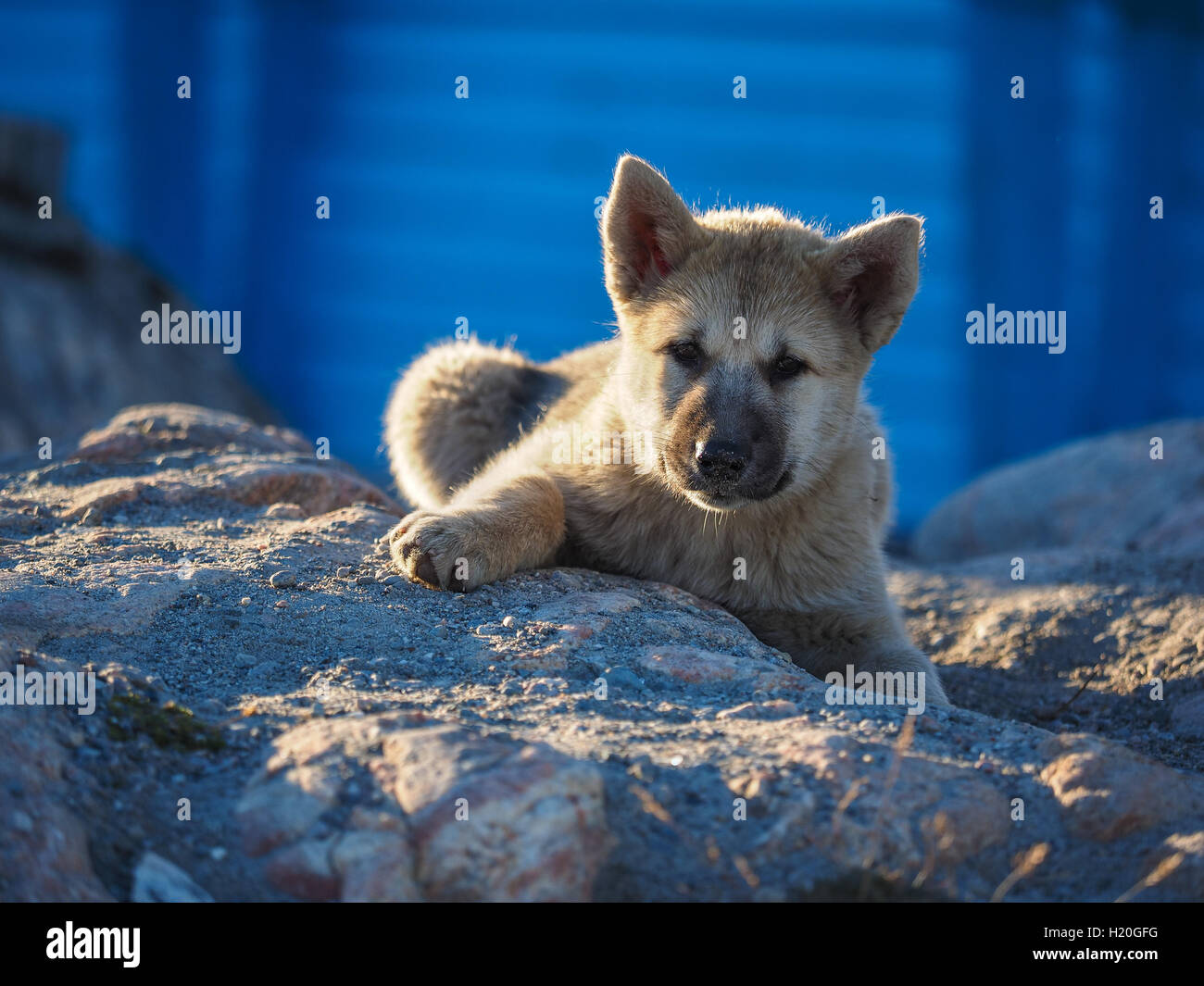 La Groenlandia cane cucciolo, Ilulissat, Greenlandt, Groenlandia Foto Stock