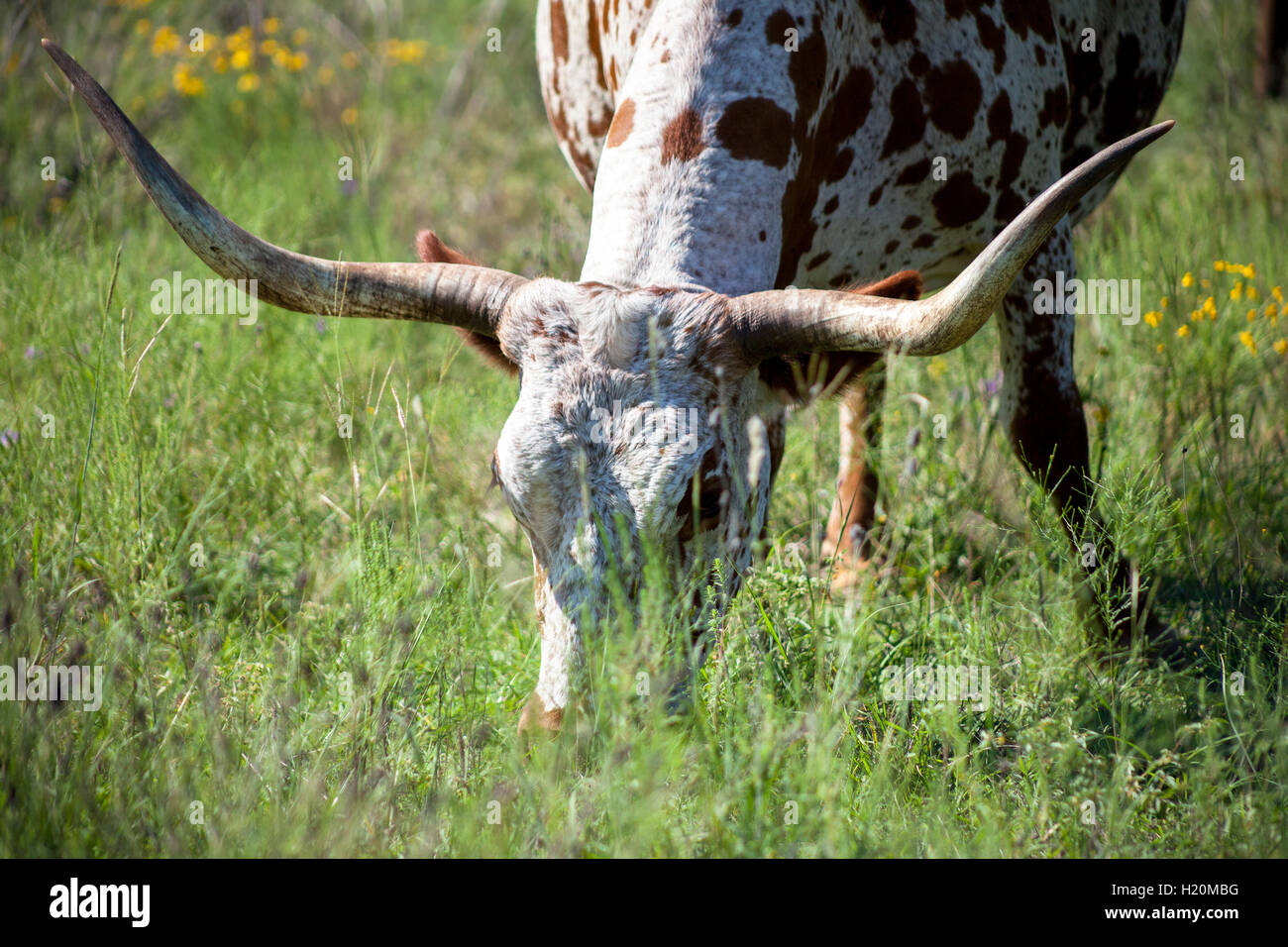Un Texas Longhorn lambisce in un campo di fiori selvatici. Foto Stock