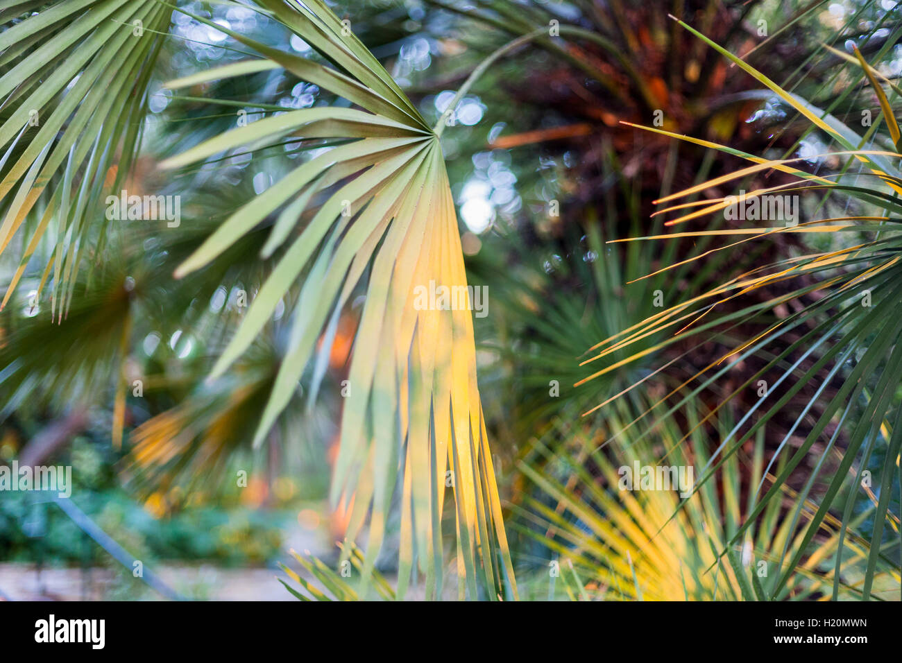 Un gruppo di foglie di palma con diverse tonalità di verde. Foto Stock