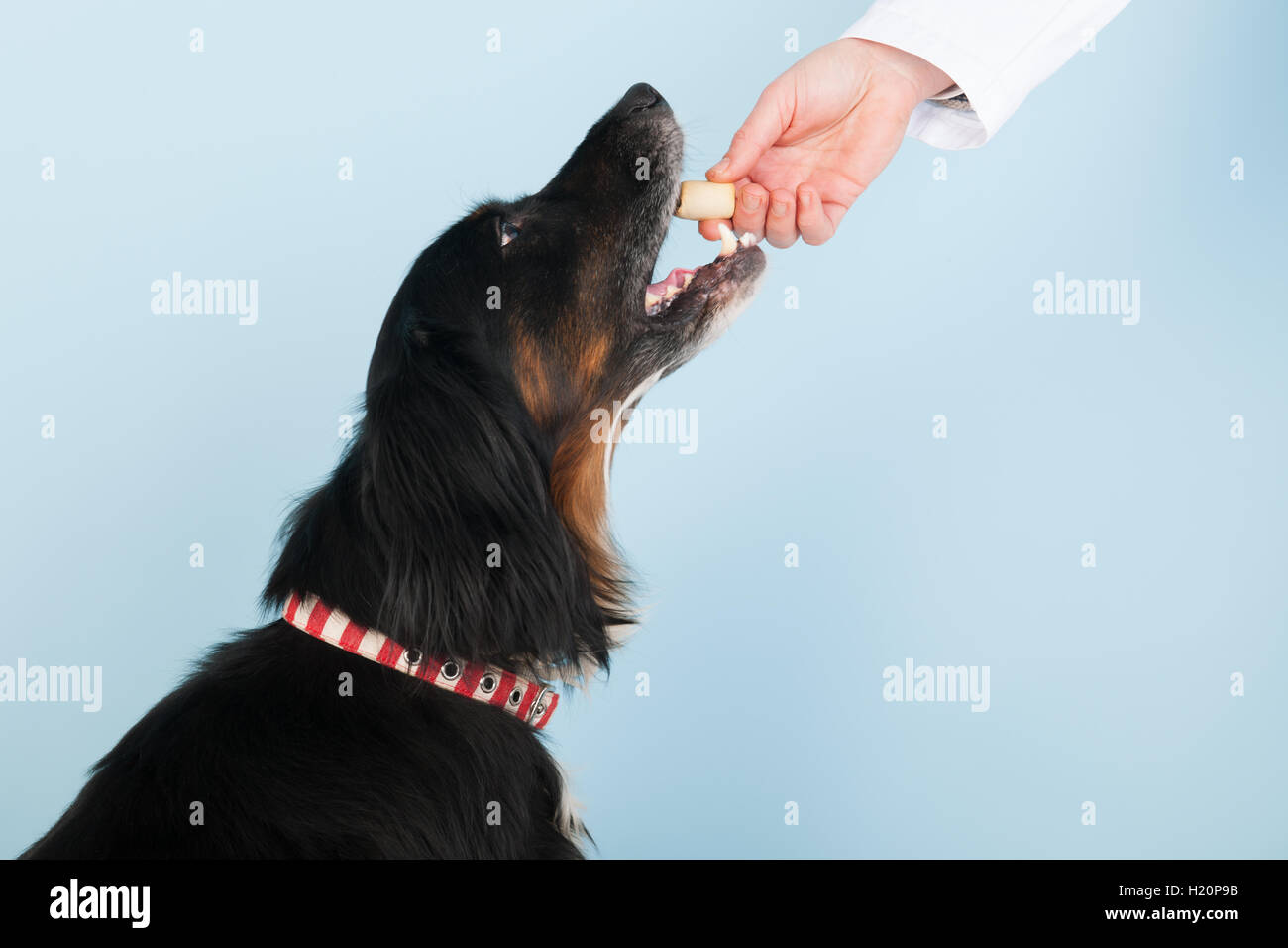 La ricompensa del veterinario Foto Stock