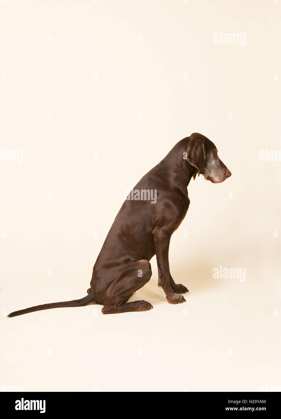 Il tedesco shorthaired puntatore Foto Stock