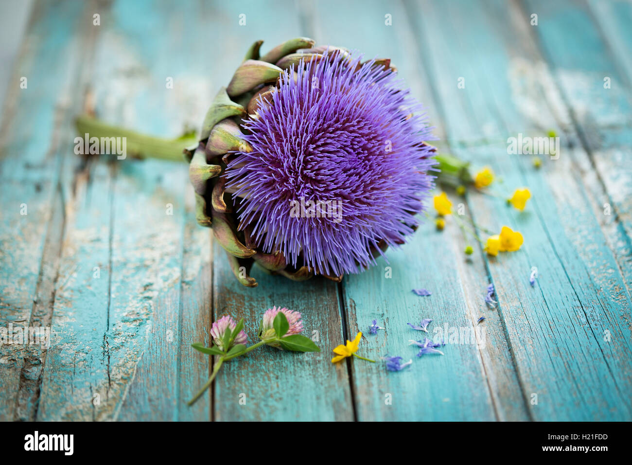 Carciofo, Cynara scolymus, sboccia in legno di colore blu Foto Stock