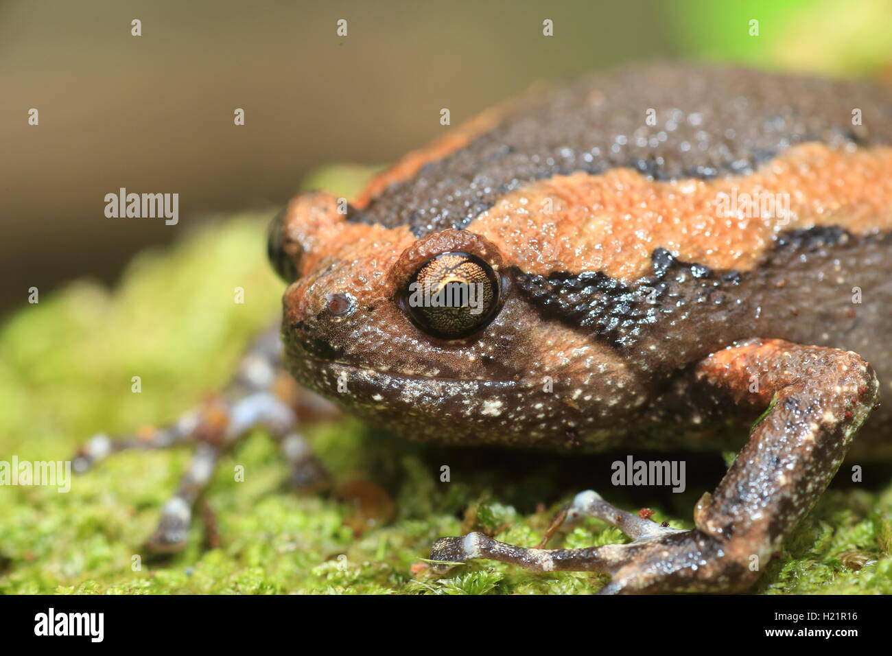 Nastrare bullfrog (Kaloula pulchra) in Kaengkrachan National Park, Thailandia Foto Stock