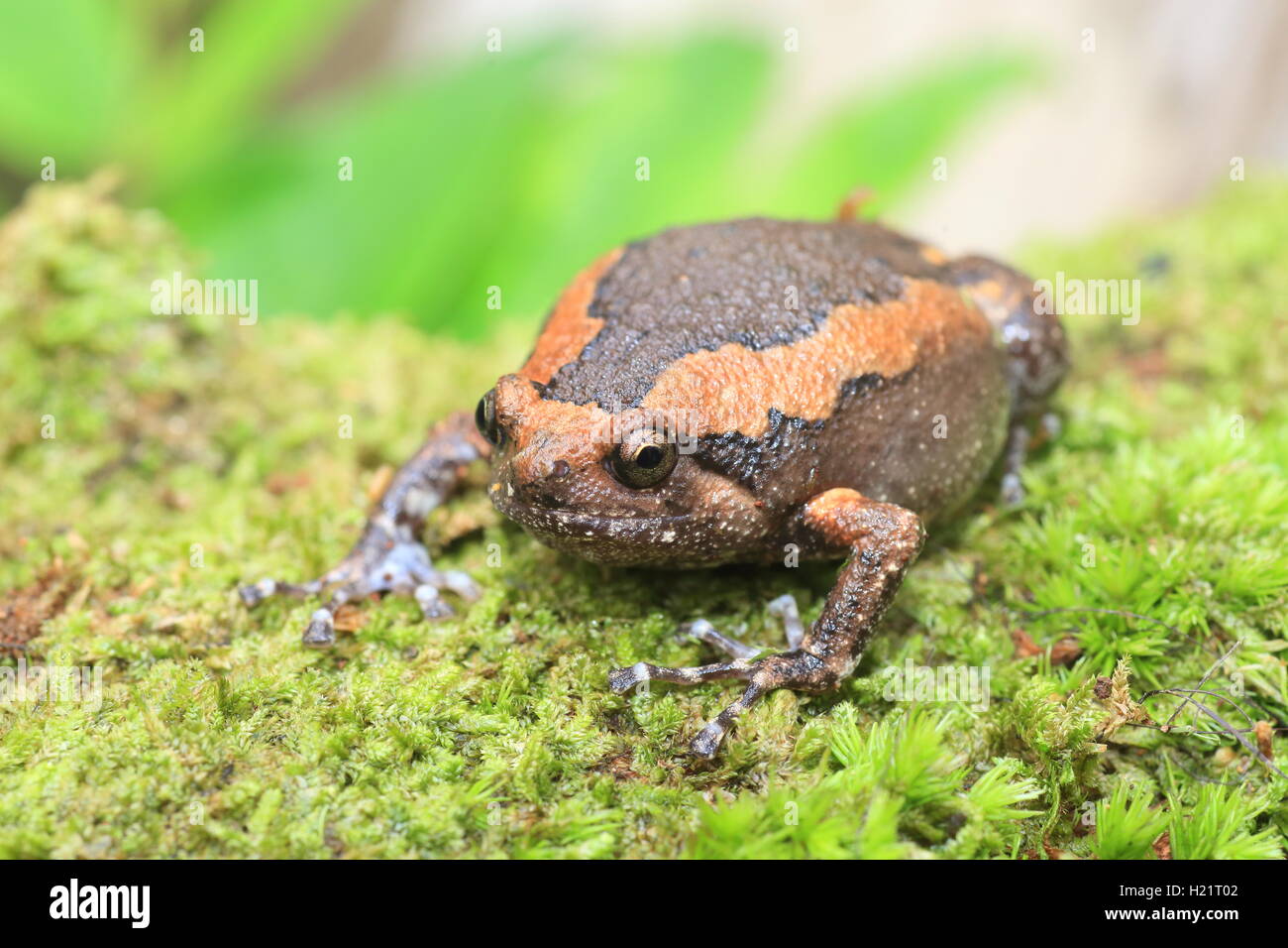 Nastrare bullfrog (Kaloula pulchra) in Kaengkrachan National Park, Thailandia Foto Stock