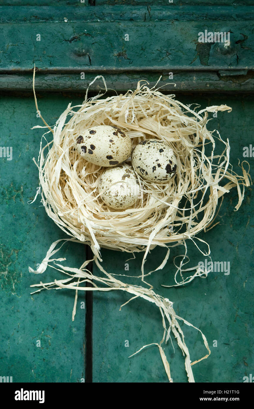 Pasqua nido con tre uova di quaglia Foto Stock