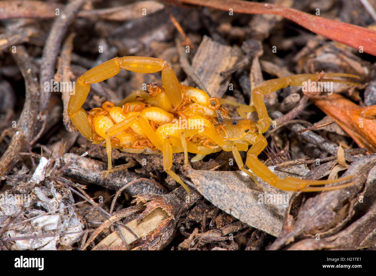 Corteccia scorpion centruroides exilicauda firenze, Arizona, Stati Uniti 9 settembre 2016 adulti con i giovani sul retro. Foto Stock