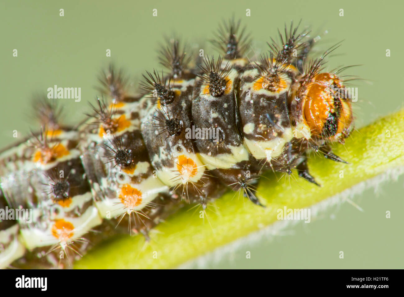 Elf microtia elva ruby road, santa cruz county, Arizona, Stati Uniti 20 settembre scorso instar larva su hairy fournwort Foto Stock