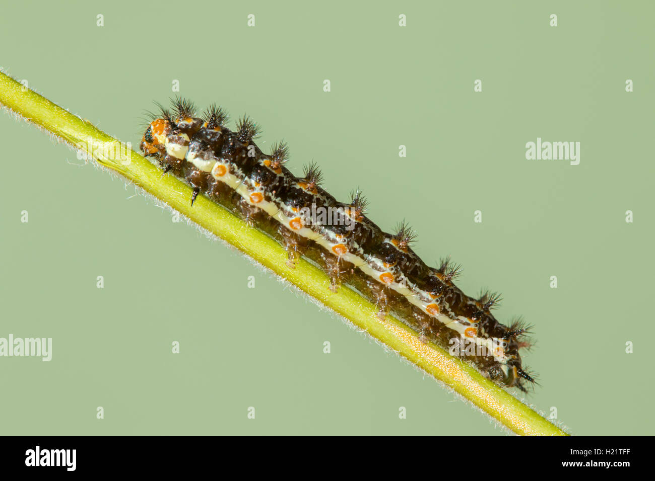 Elf Microtia elva Ruby Road, Santa Cruz County, Arizona, Stati Uniti 20 settembre scorso instar larva su Hairy Fournwort Foto Stock