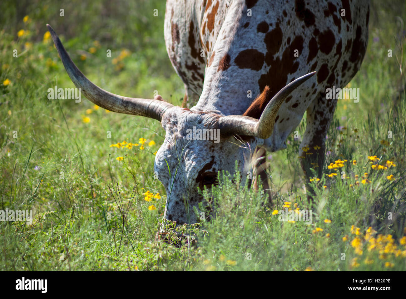 Un Texas Longhorn lambisce in un campo di fiori selvatici. Foto Stock
