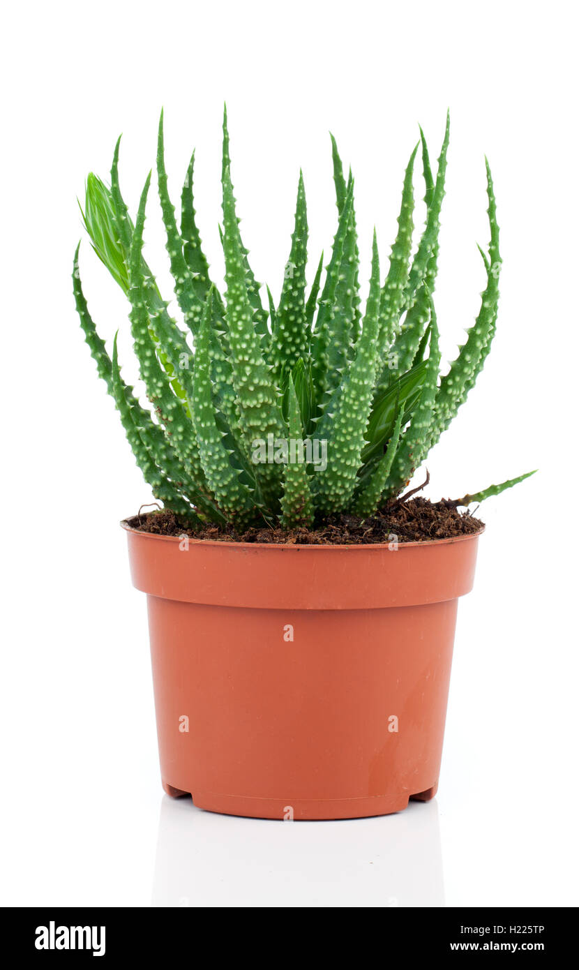 Aloe humilis è una specie del genere Aloe, su sfondo bianco Foto Stock