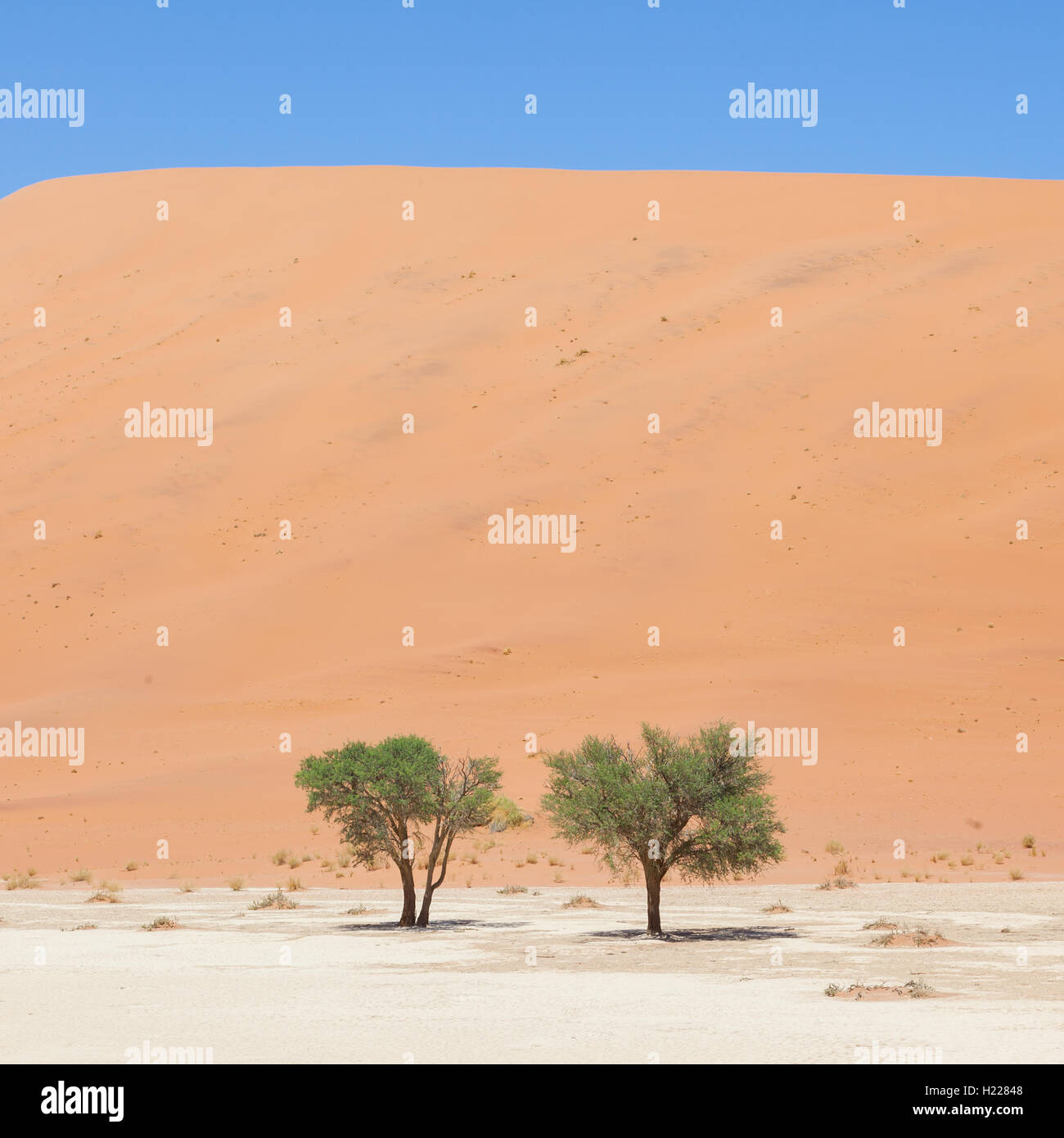 Due alberi viventi di fronte le dune rosse del Namib Desert Foto Stock