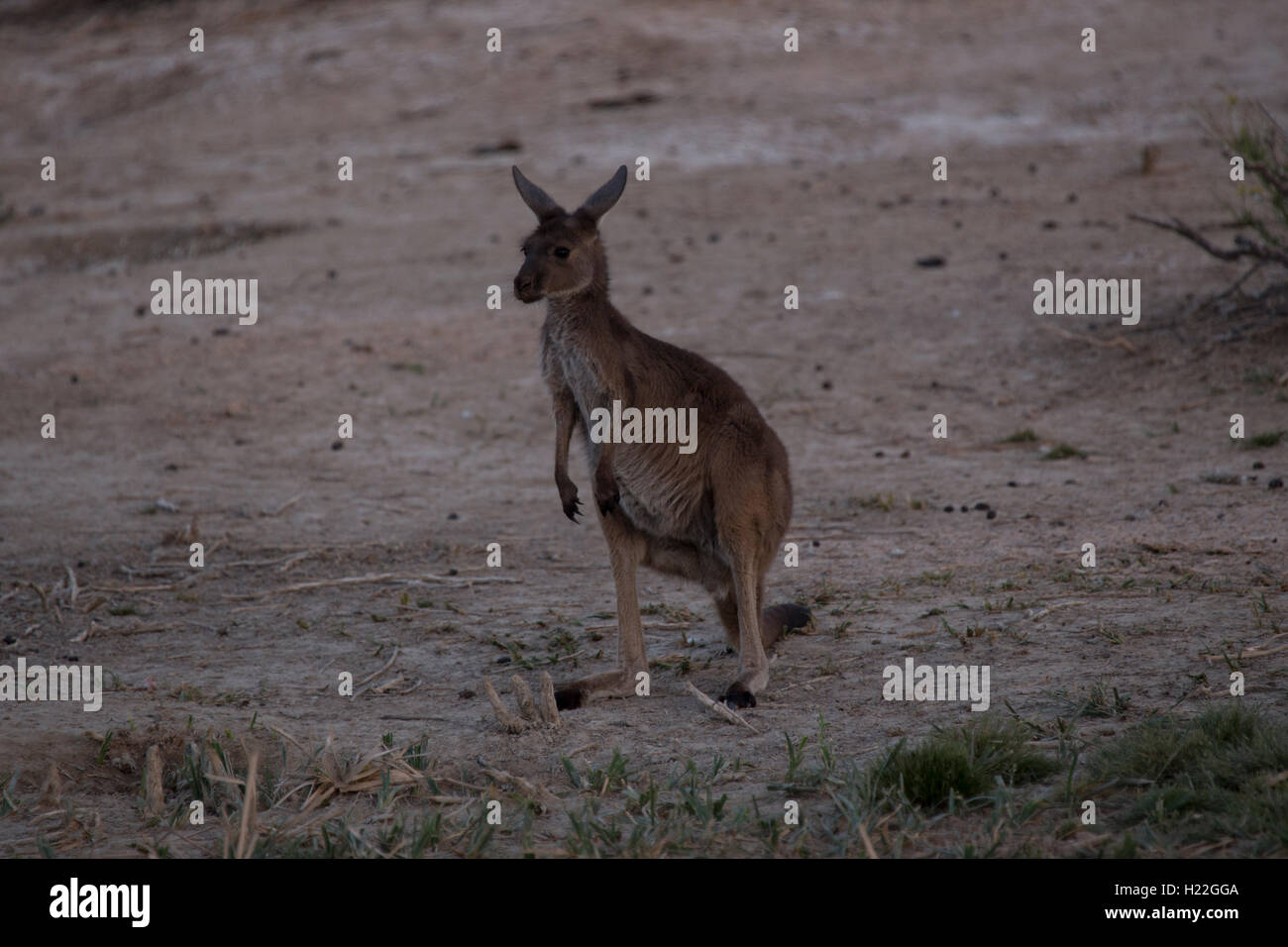 Giovani Kangaroo a Mungo Parco Nazionale del Nuovo Galles del Sud Australia Foto Stock
