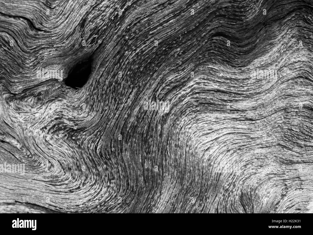 Close-up di un vecchio albero di pino - adatto per lo sfondo. Foto Stock