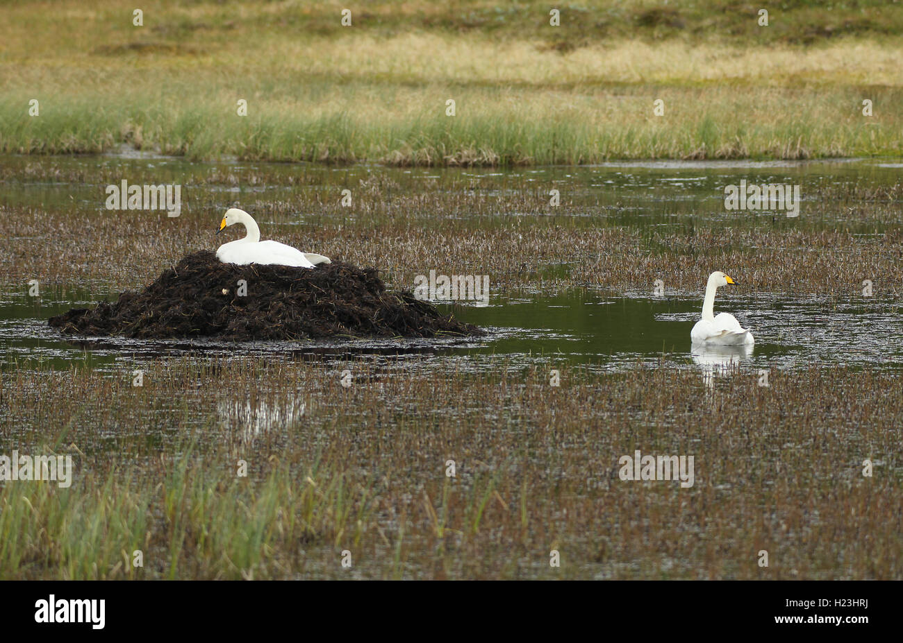 Whooper cigni (Cygnus Cygnus), swan cova nel nido sul lago, tundra, Lapponia, Norvegia Foto Stock