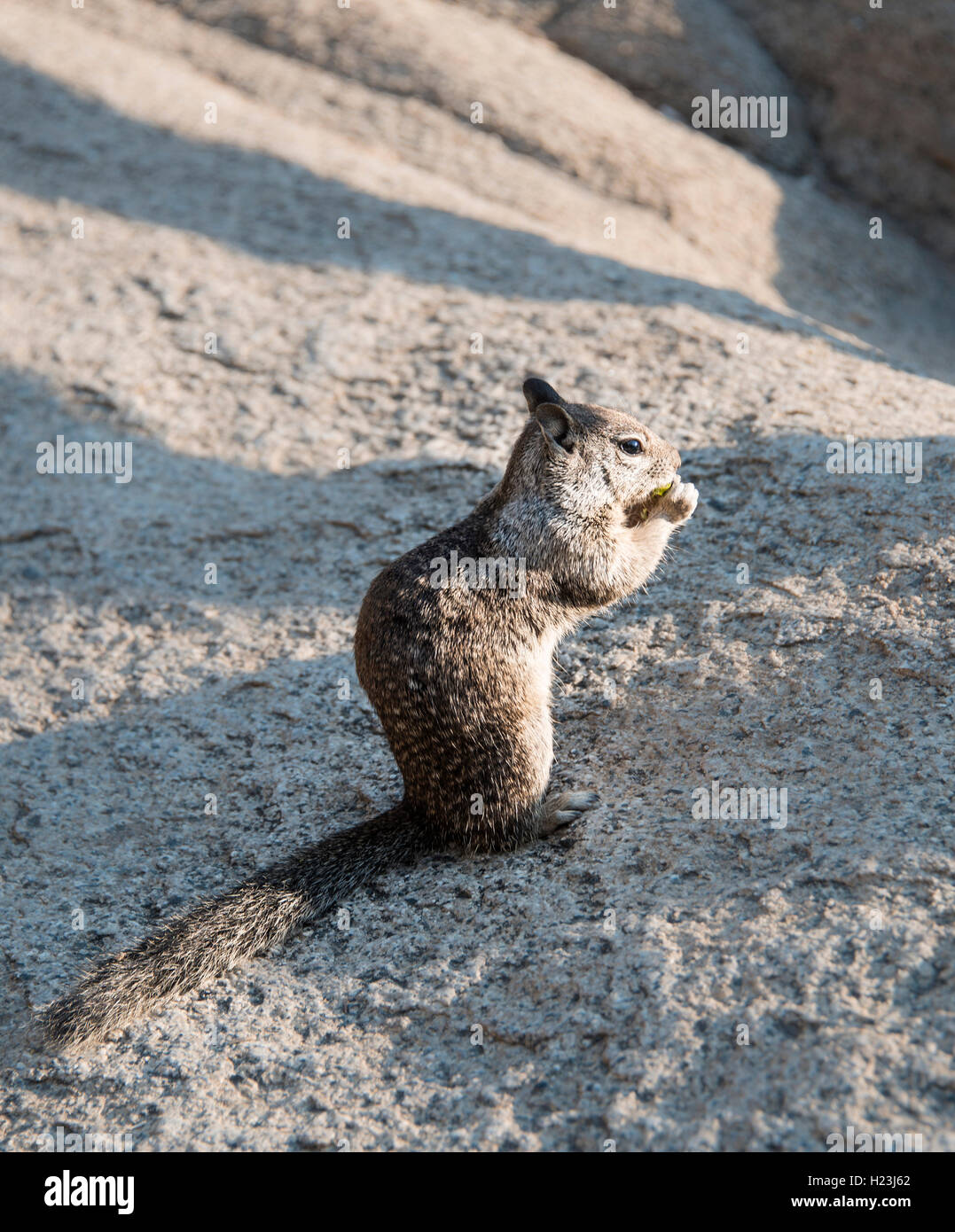 La massa della California scoiattolo (Spermophilus beecheyi) alimentazione, Yosemite National Park, California, Stati Uniti d'America Foto Stock