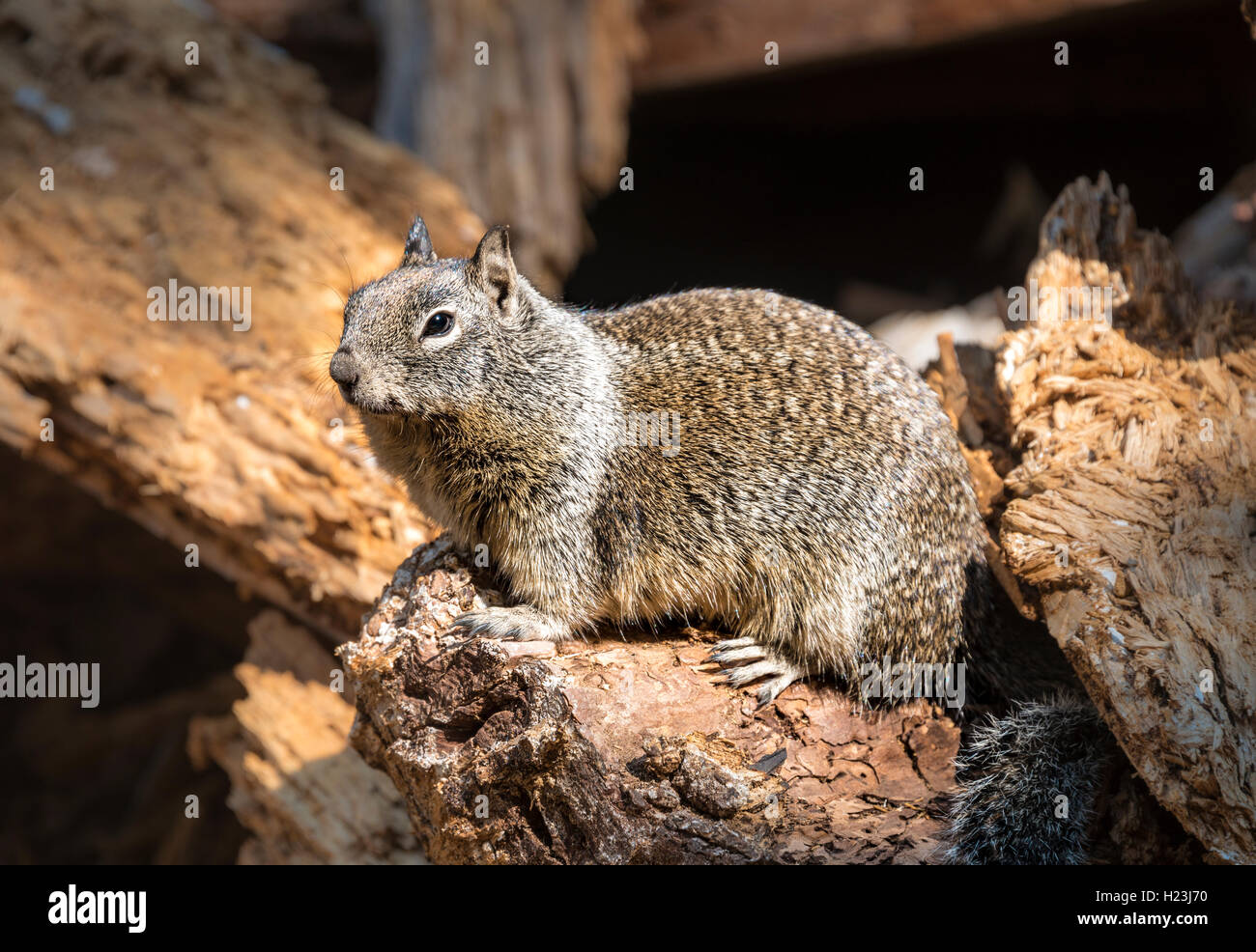 La massa della California scoiattolo (Spermophilus beecheyi), il Parco Nazionale Yosemite in California, Stati Uniti d'America Foto Stock