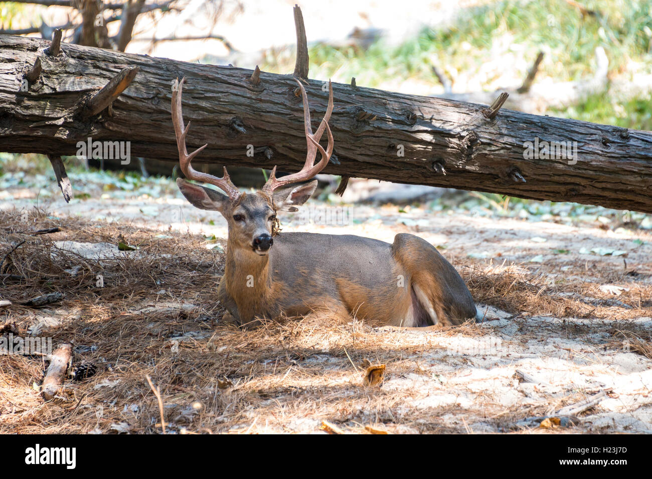 Mule Deer (Odocoileus hemionus) in appoggio sul suolo della foresta, Parco Nazionale di Yosemite in California, Stati Uniti d'America Foto Stock