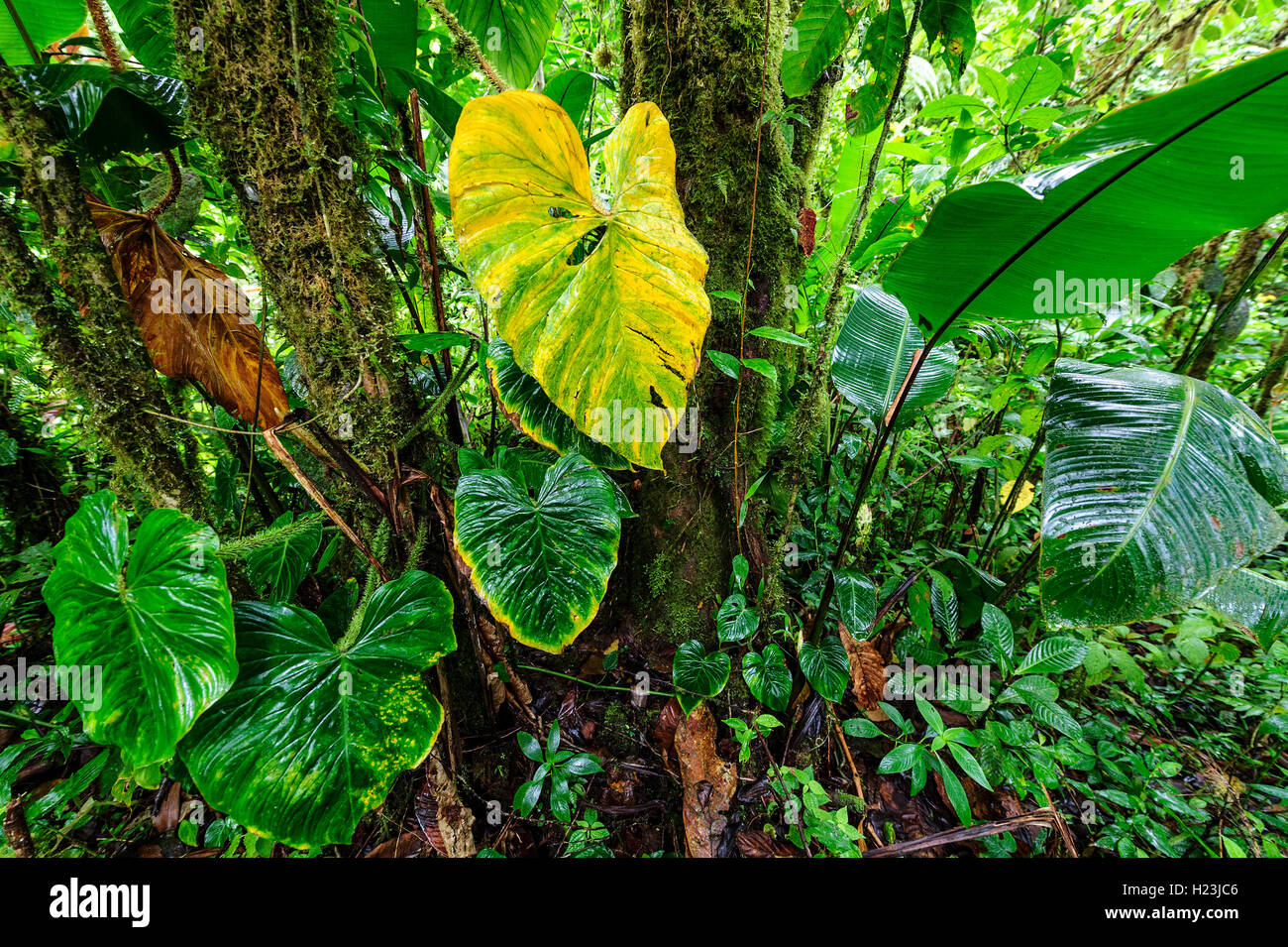 La vegetazione della foresta pluviale, Parco Nazionale di Corcovado, Costa Rica Foto Stock