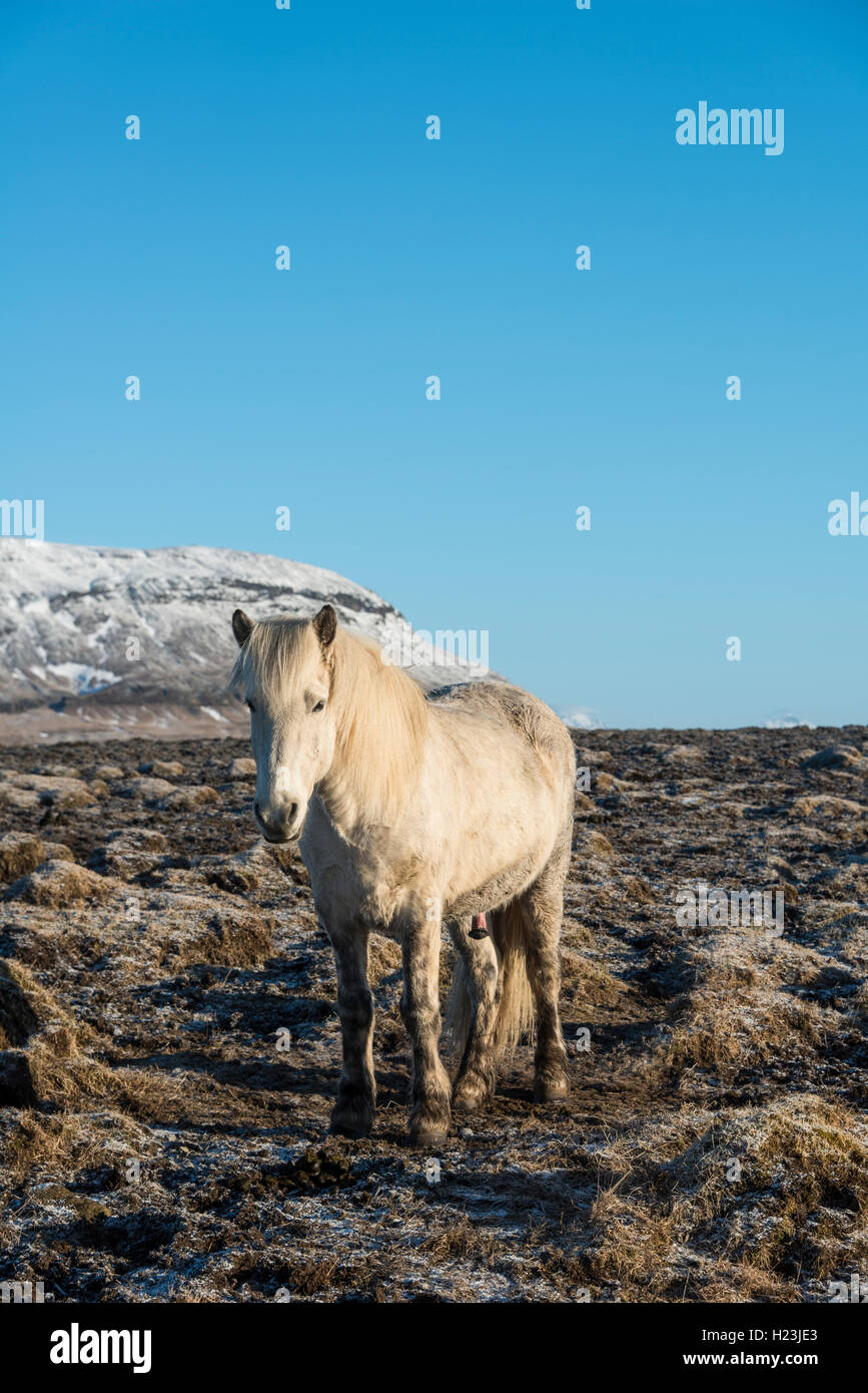 Cavallo islandese (Equus przewalskii f. caballus), Regione meridionale Islanda Foto Stock