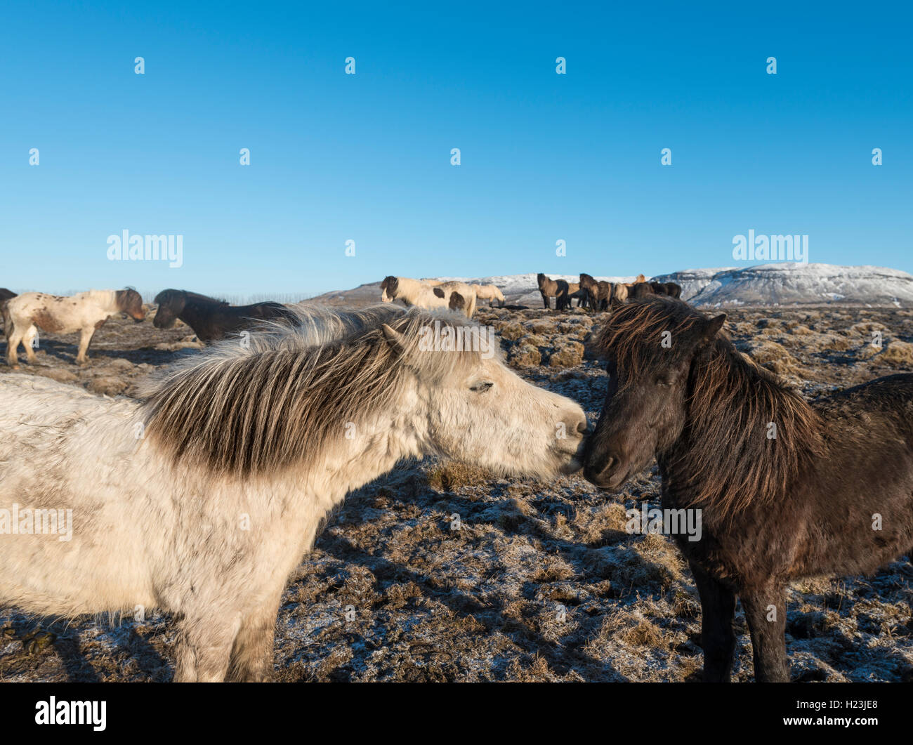 Due cavalli islandesi (Equus przewalskii f. caballus), Regione meridionale Islanda Foto Stock