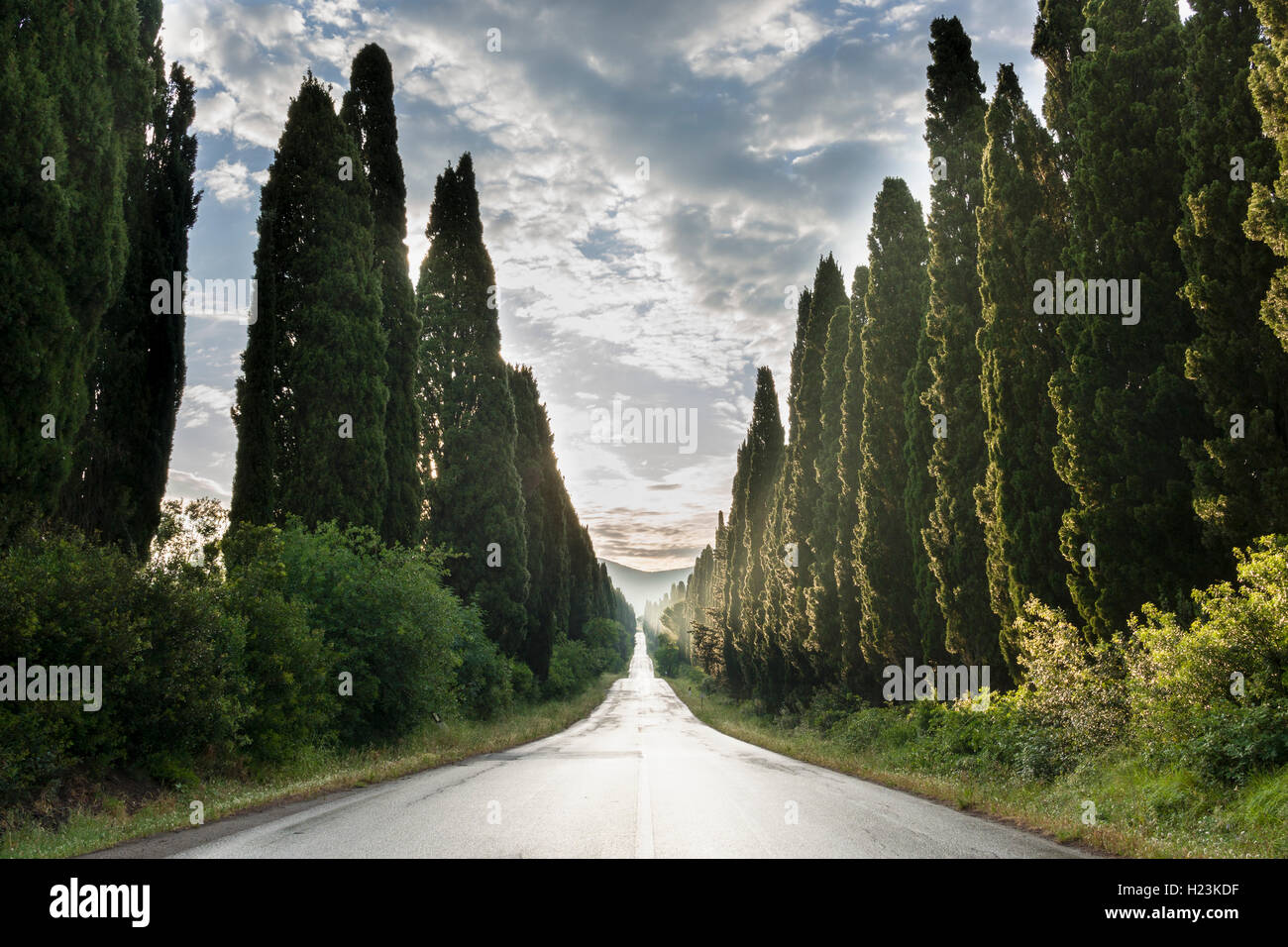 Vicolo con verdi cipressi dopo la pioggia, Boligheri, Toscana, Italia Foto Stock