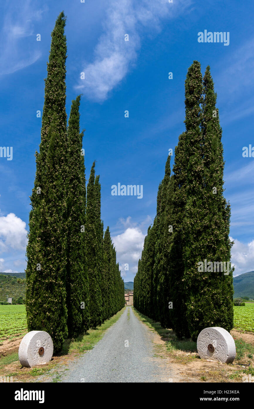 Vicolo con verdi cipressi, Castiglione di Pescaia, Toscana, Italia Foto Stock