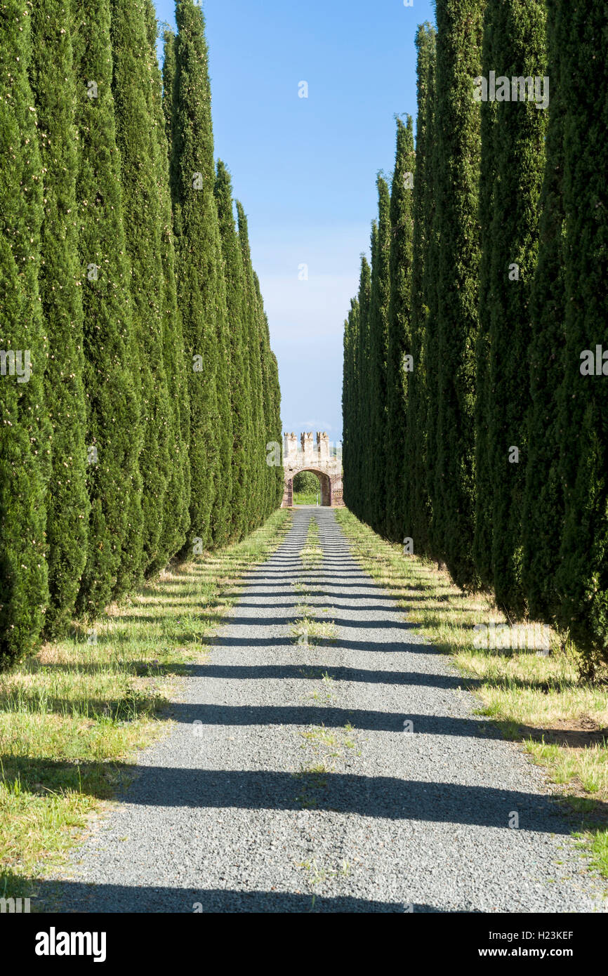 Vicolo con verdi cipressi e un gate, Castiglione di Pescaia, Toscana, Italia Foto Stock
